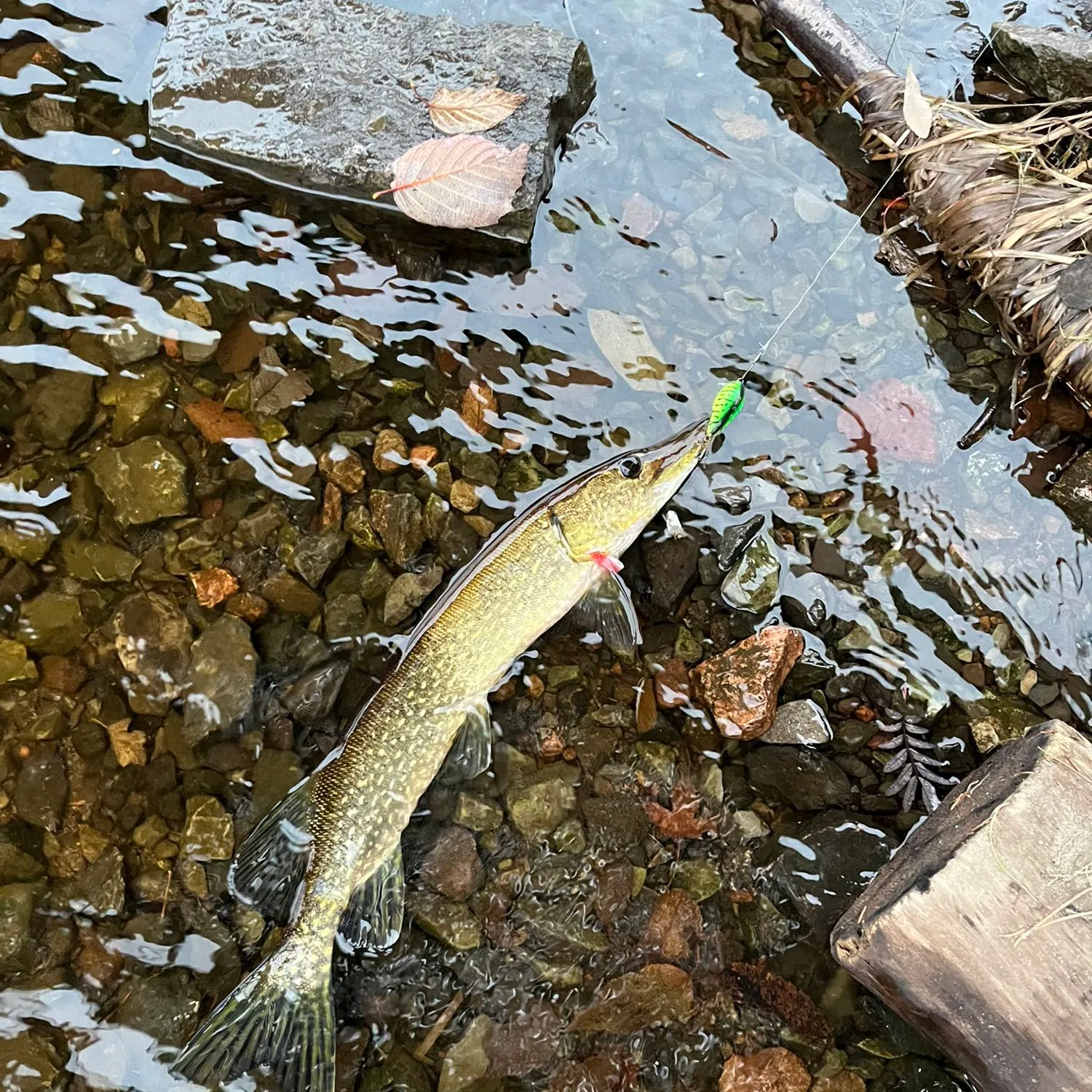 recently logged catches