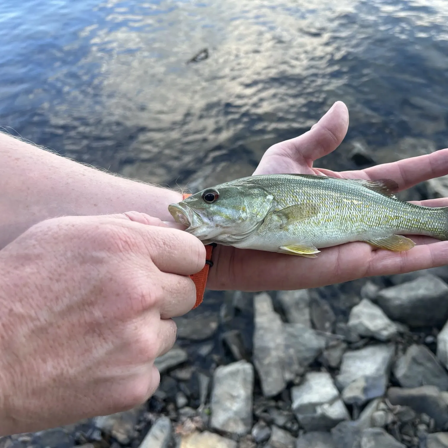 Smallmouth bass caught on Fishbrain