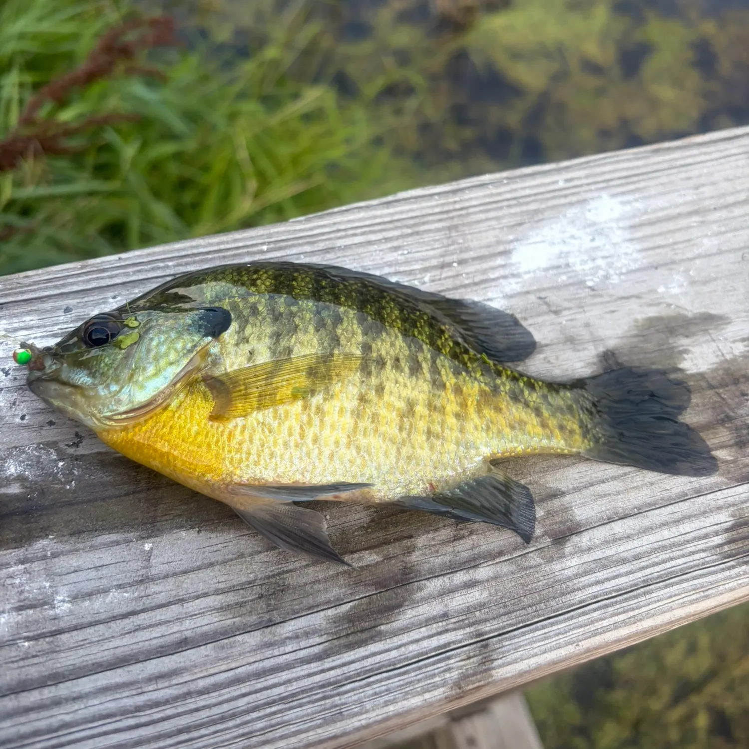 Bluegill caught on Fishbrain