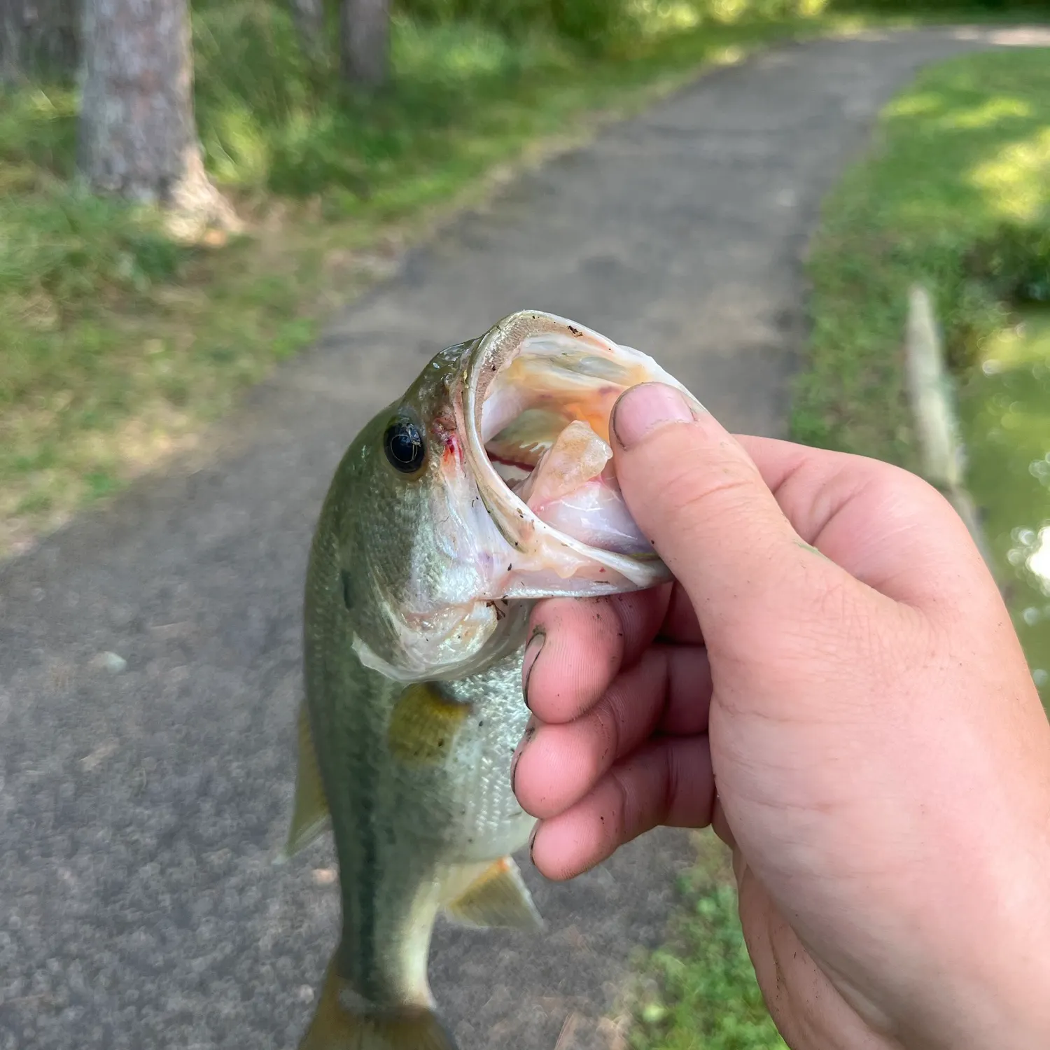 Largemouth bass caught on Fishbrain