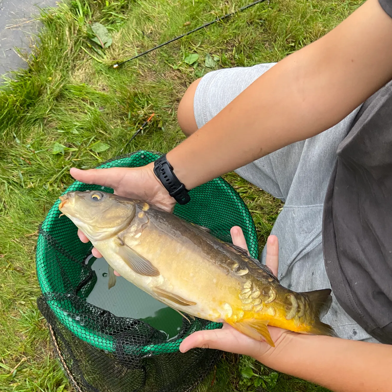Leather carp caught on Fishbrain
