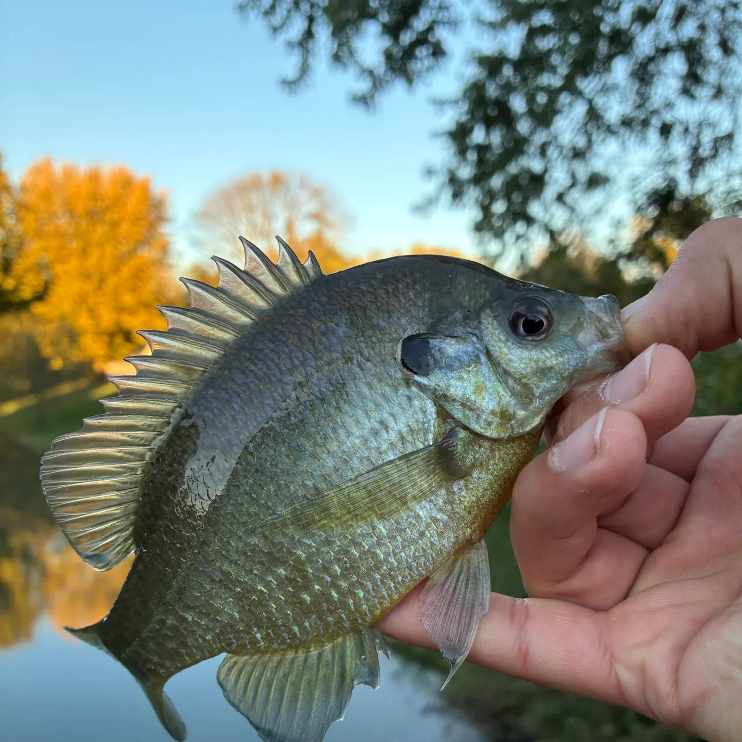 Redear x bluegill caught on Fishbrain