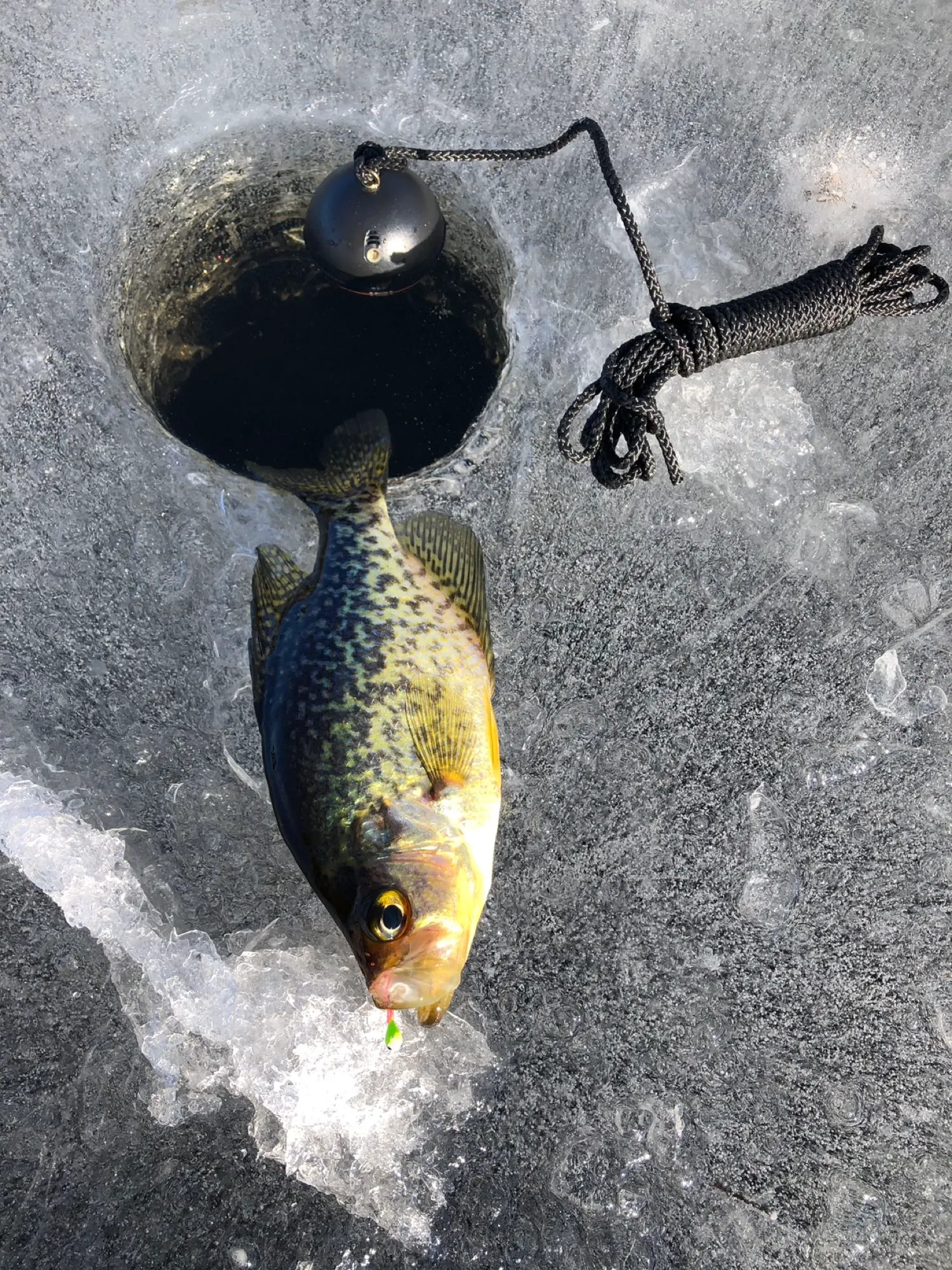 Post image from CARPYCLIFF