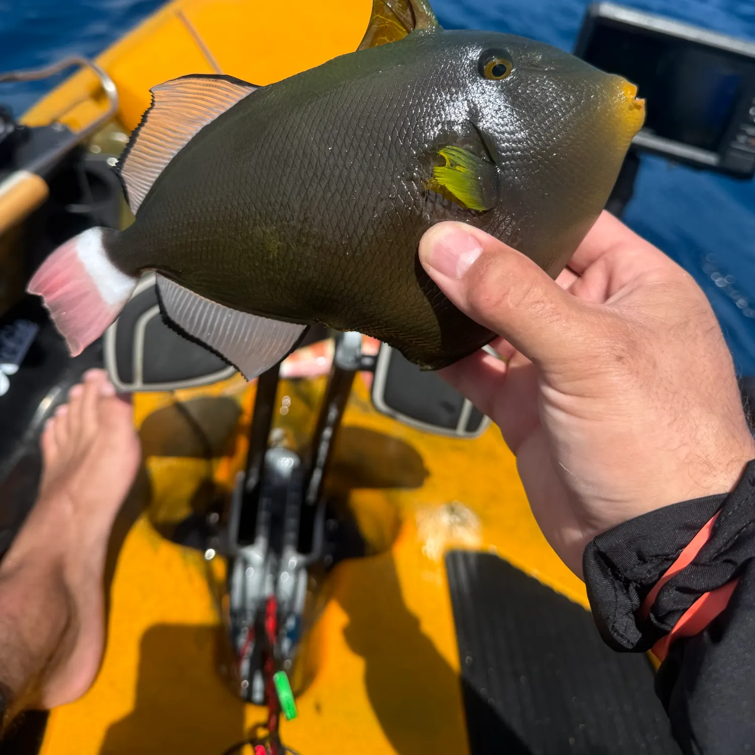 Fish caught on Fishbrain