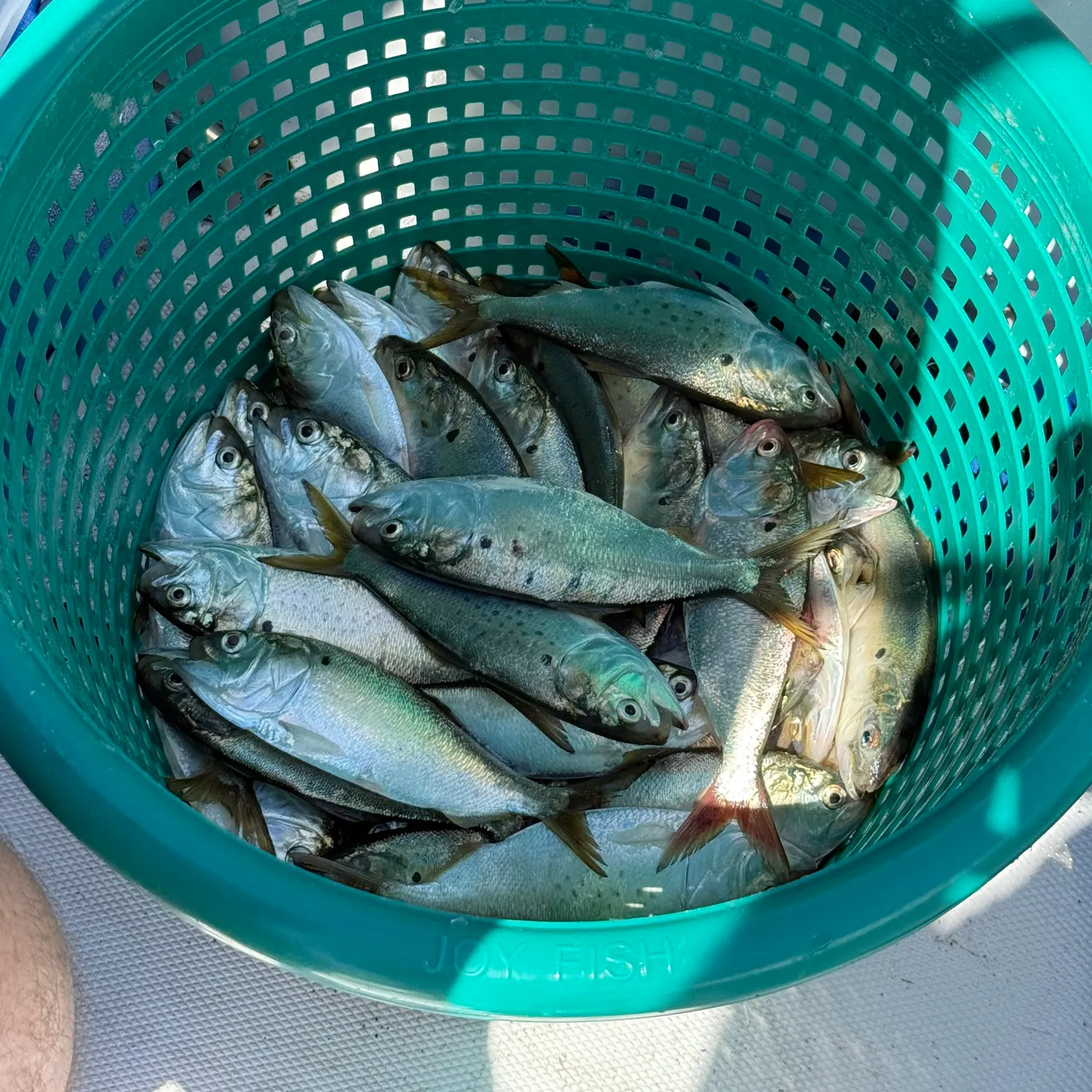 The most recent Gulf menhaden catches on Fishbrain
