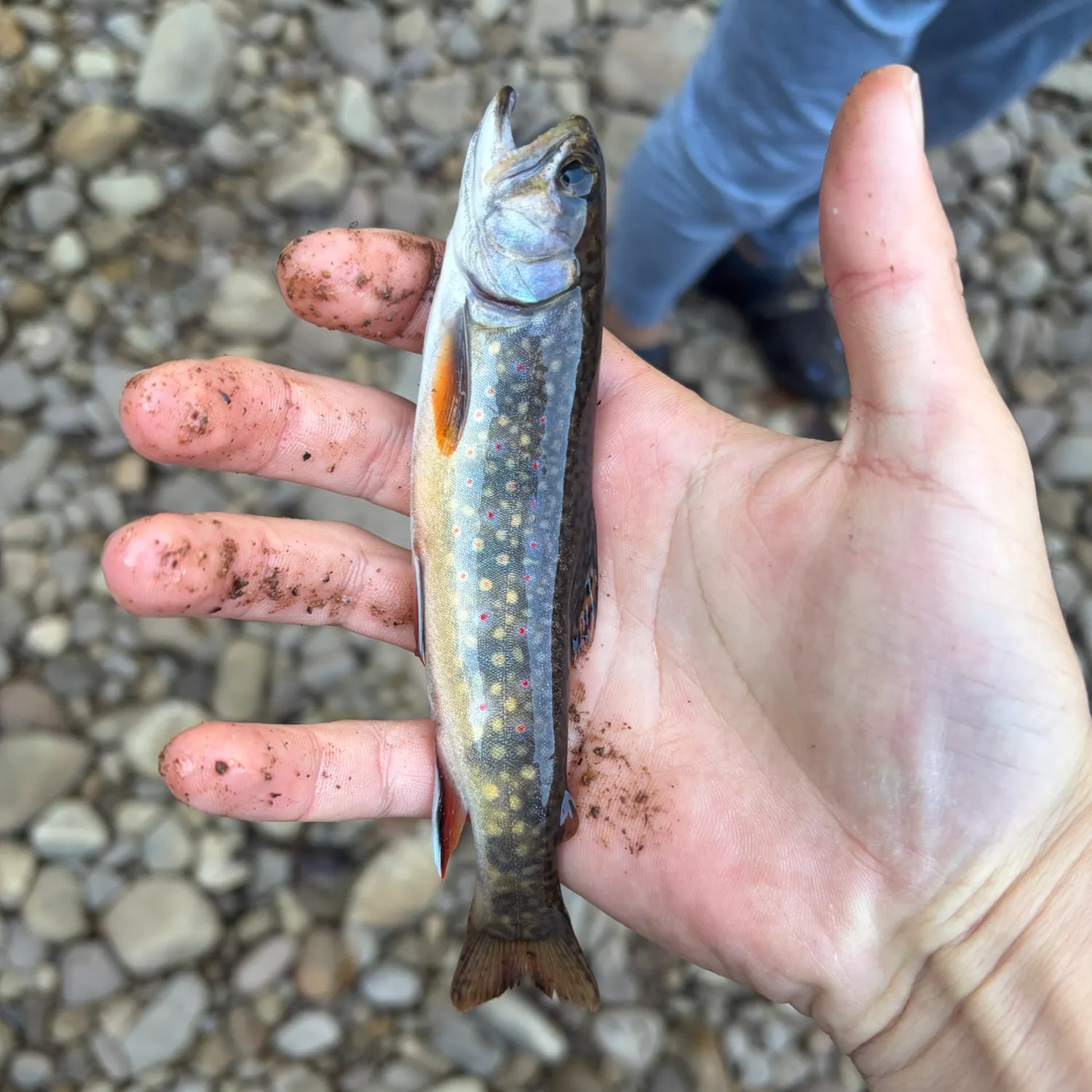 Brook trout caught on Fishbrain