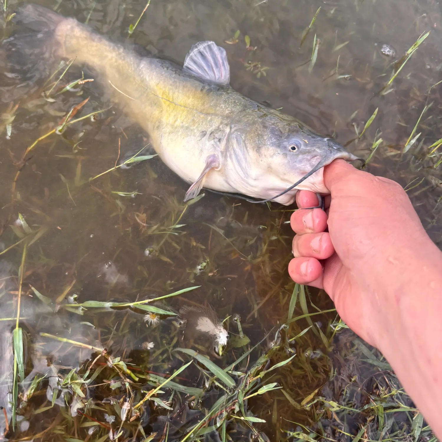 Yellow bullhead caught on Fishbrain