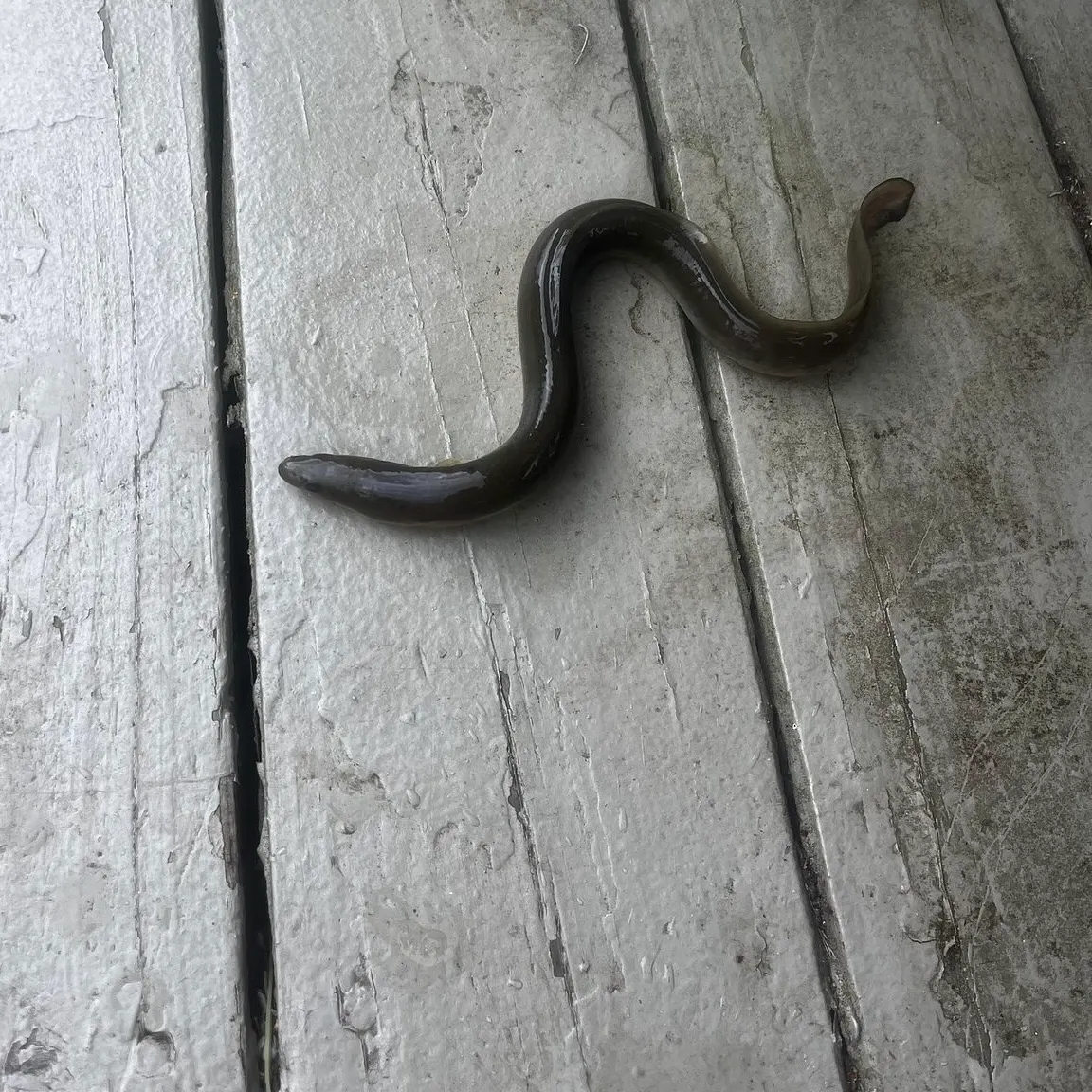 The most recent American eel catches on Fishbrain