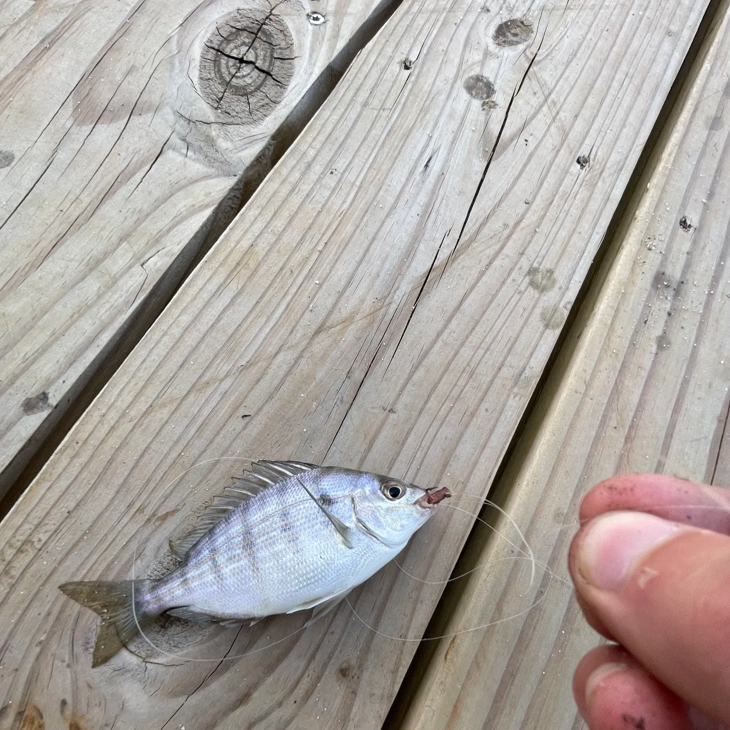 The most recent Pinfish catches on Fishbrain