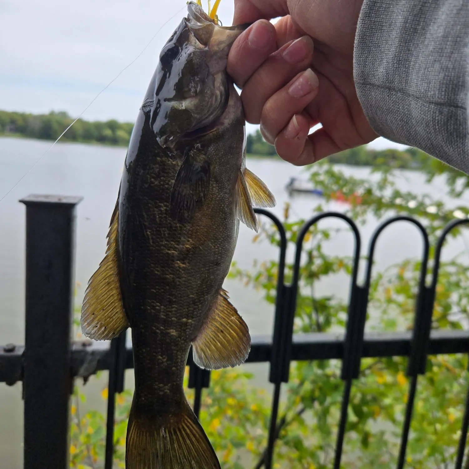 The most recent Smallmouth bass catches on Fishbrain