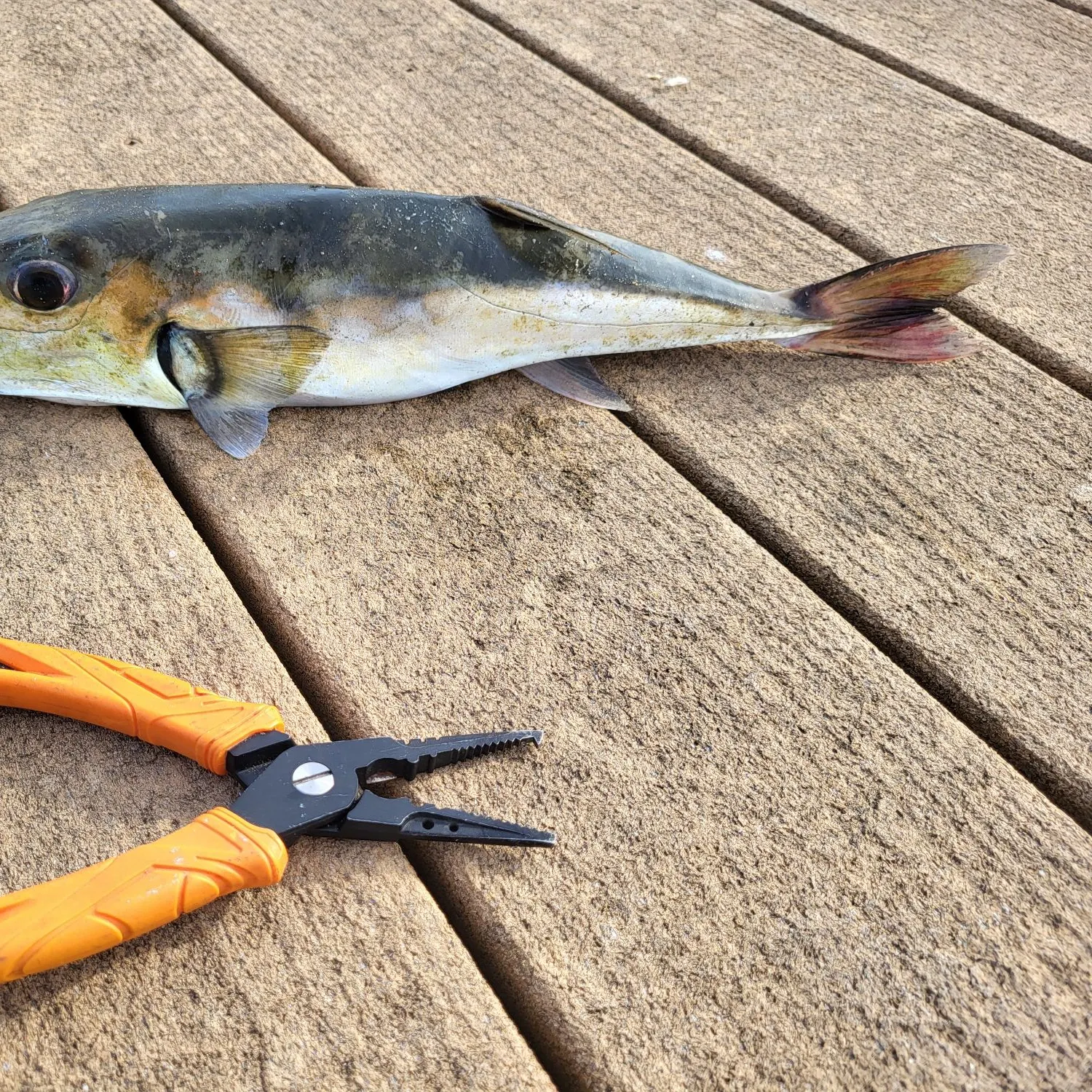 The most popular recent Silver-cheeked toadfish catch on Fishbrain