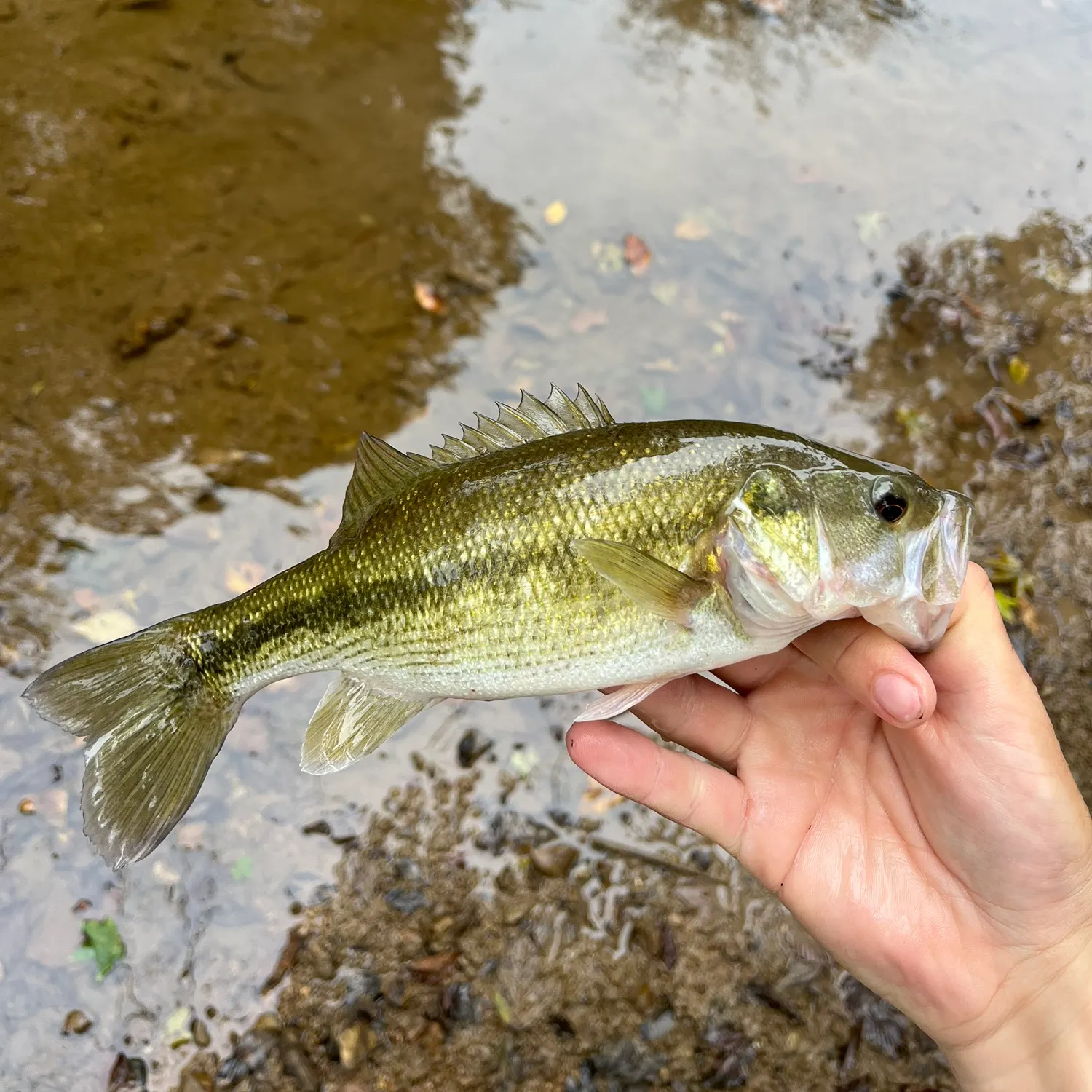 Spotted bass caught on Fishbrain