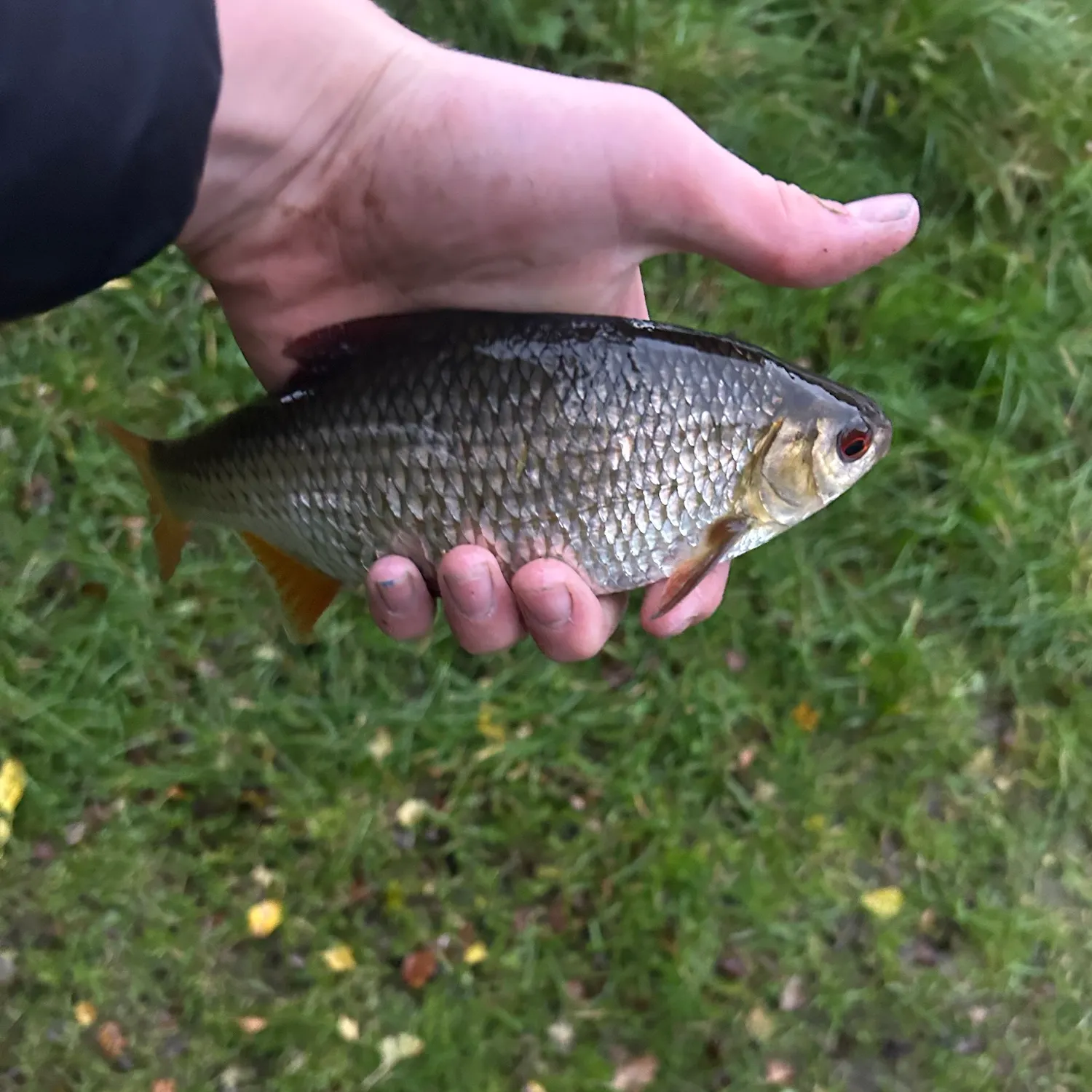 Common roach caught on Fishbrain