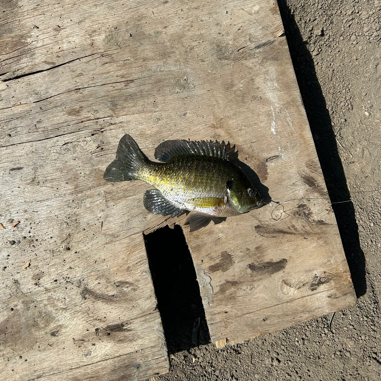 Bluegill caught on Fishbrain