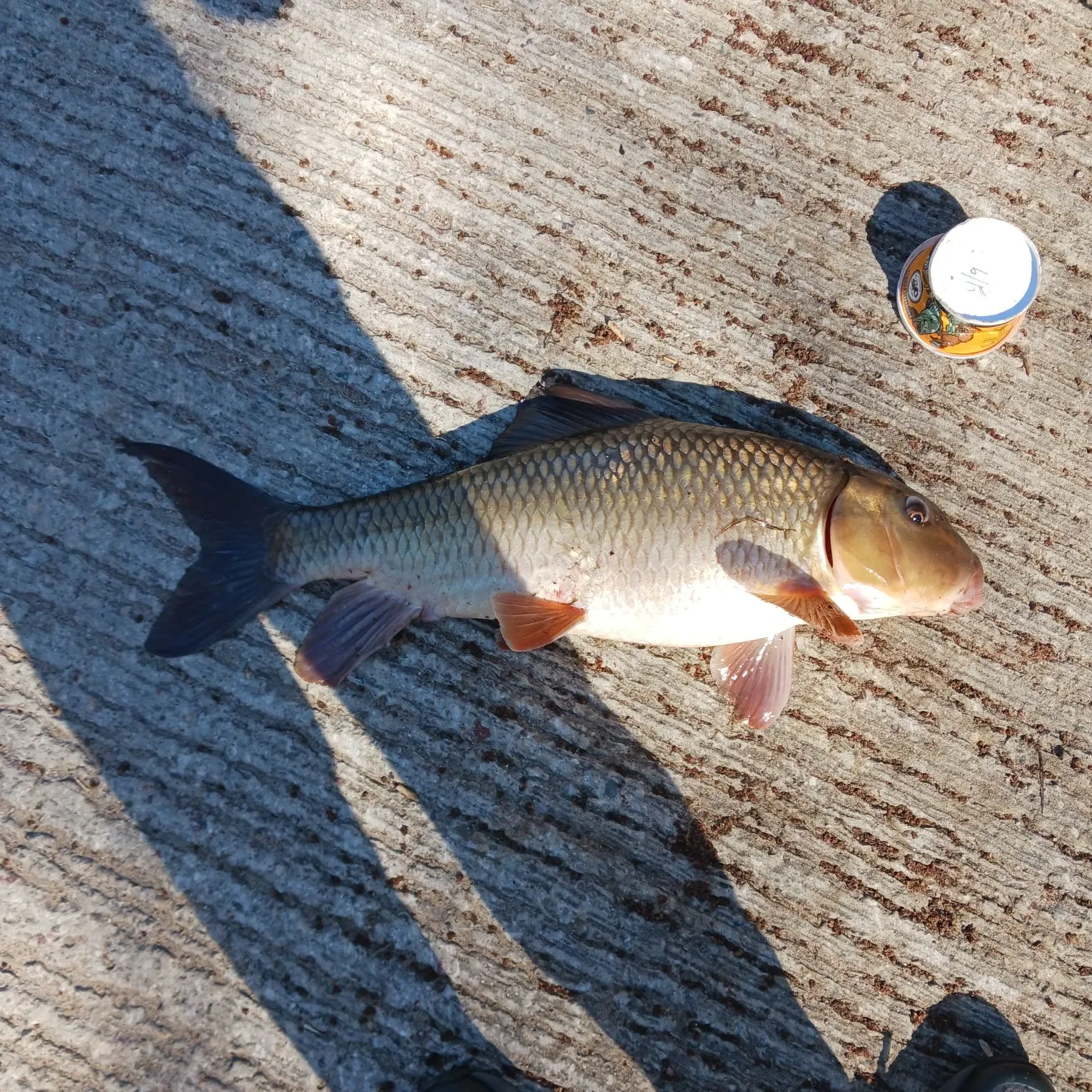 The most recent Silver redhorse catches on Fishbrain