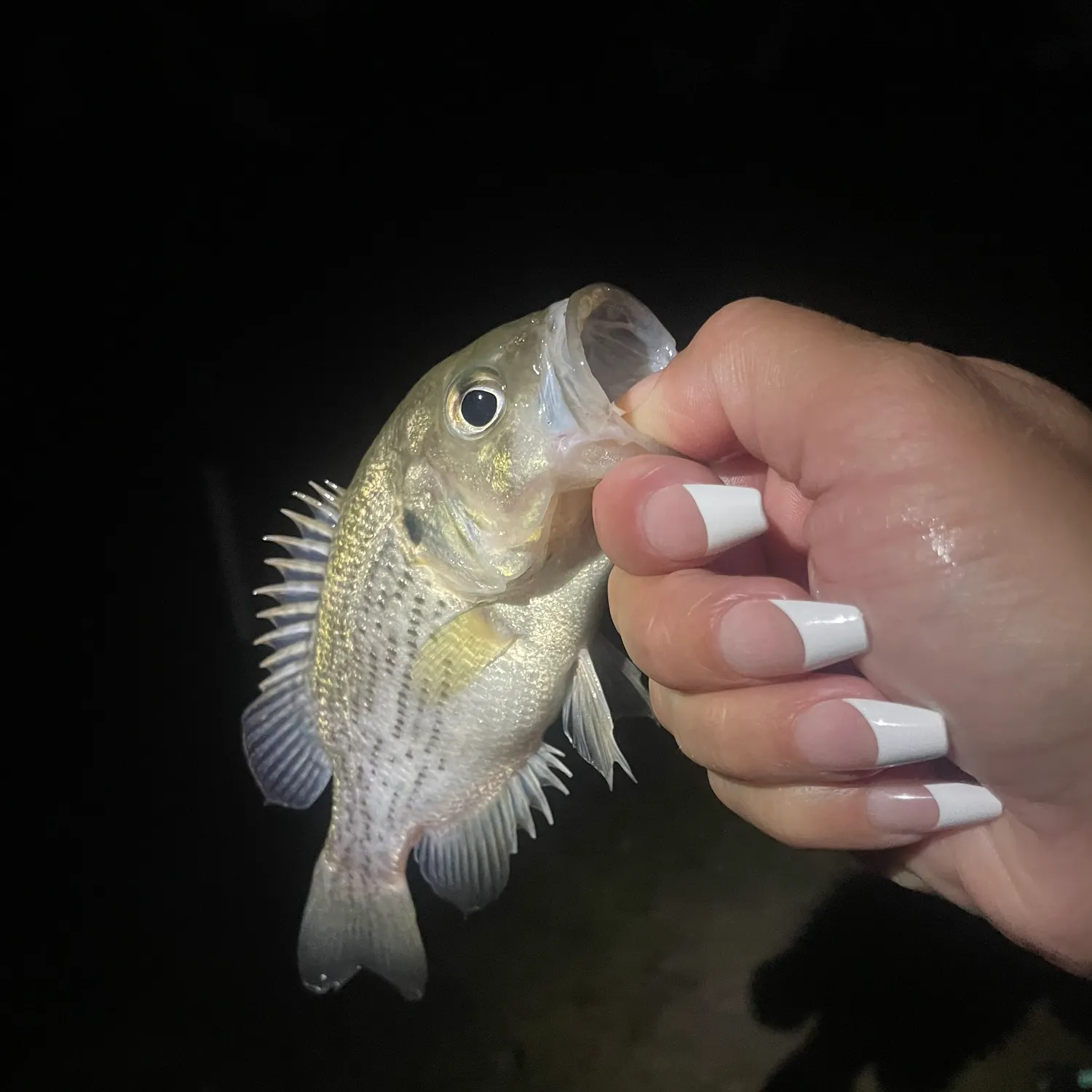 Rock bass caught on Fishbrain