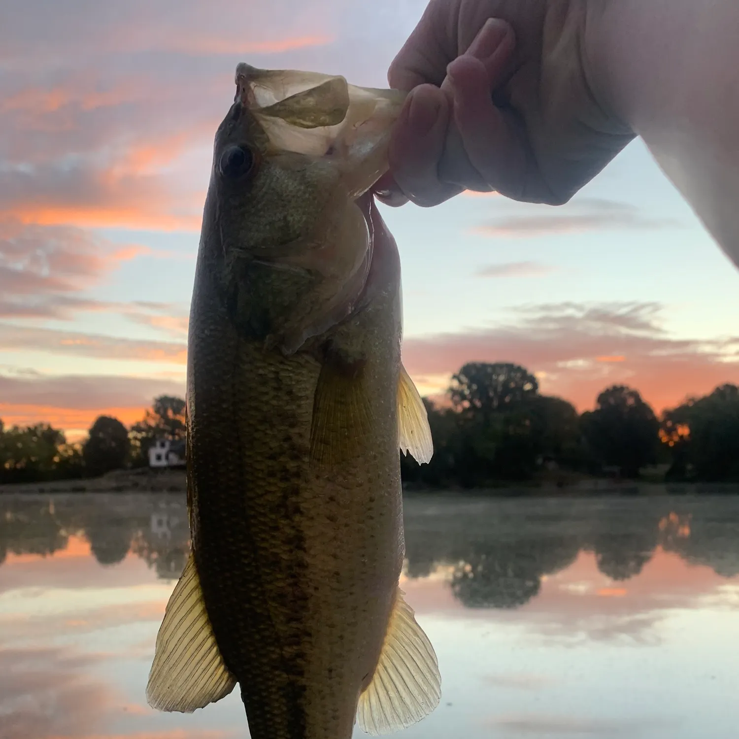 Largemouth bass caught on Fishbrain