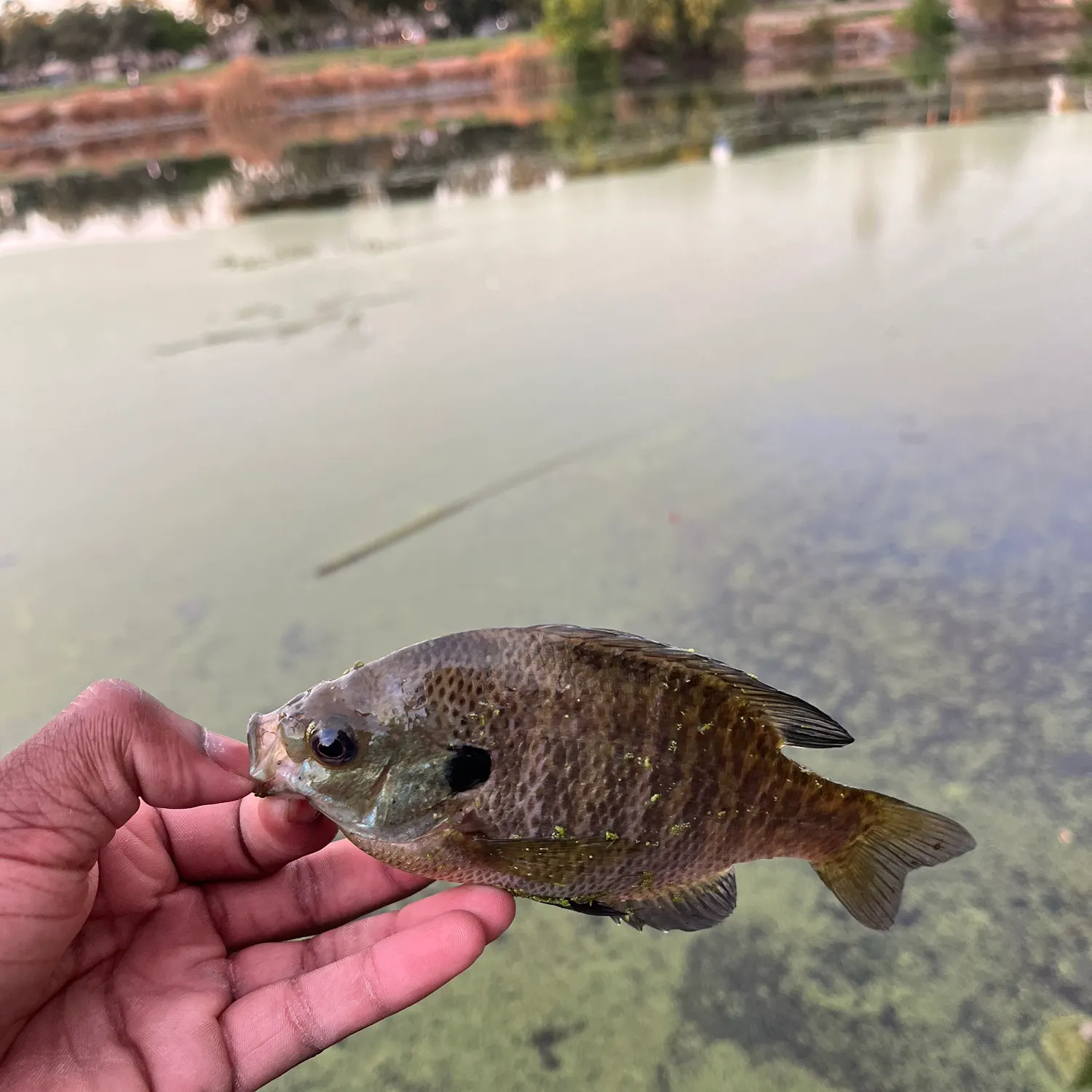 Bluegill caught on Fishbrain