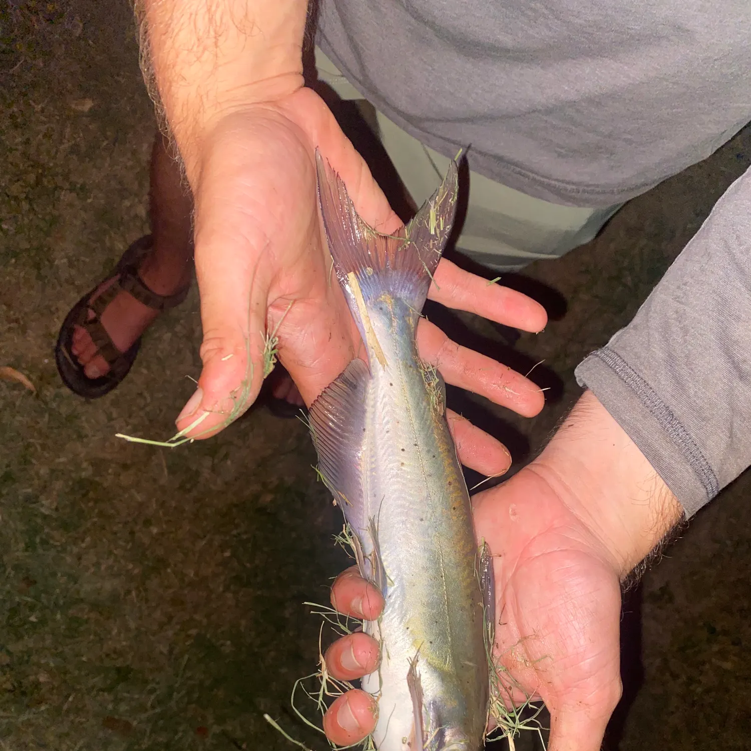 Channel catfish caught on Fishbrain