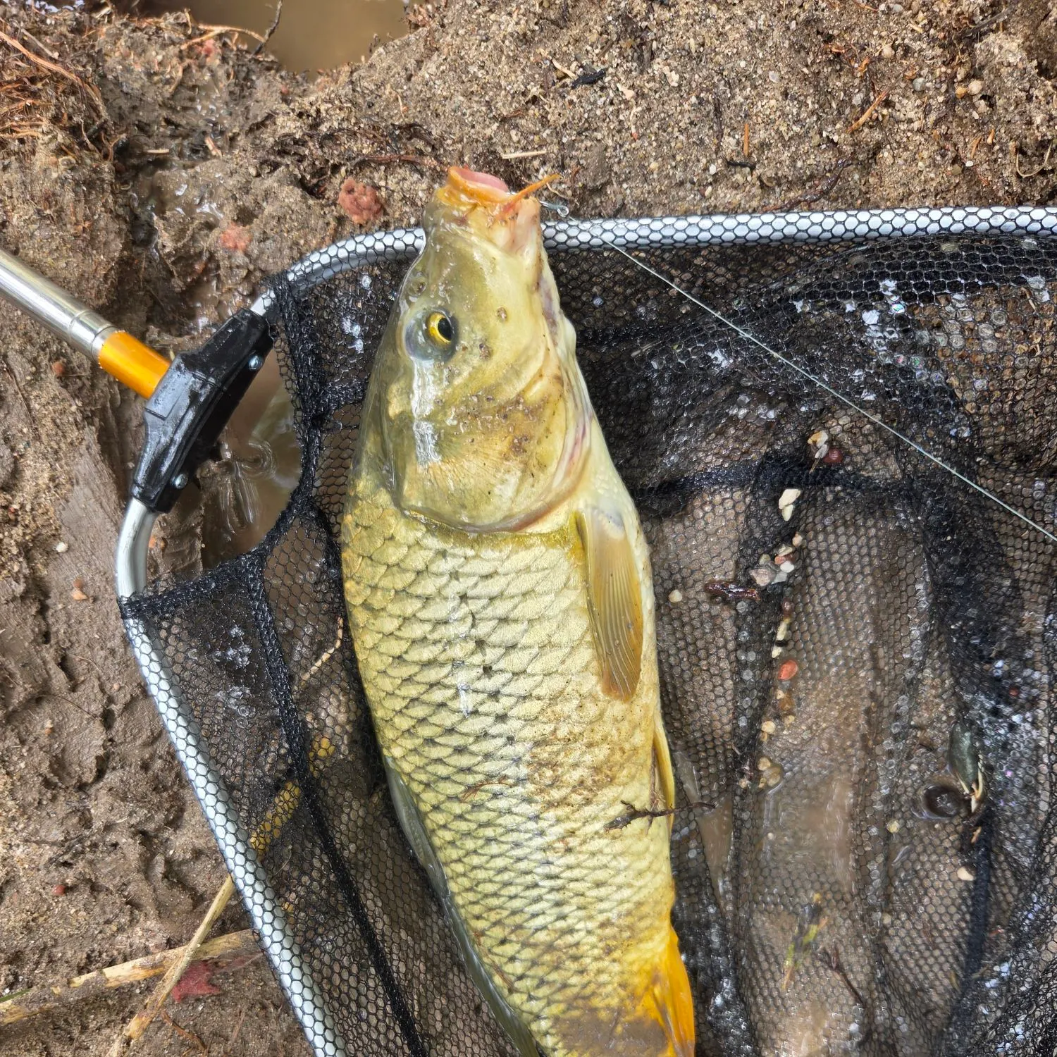 Common carp caught on Fishbrain