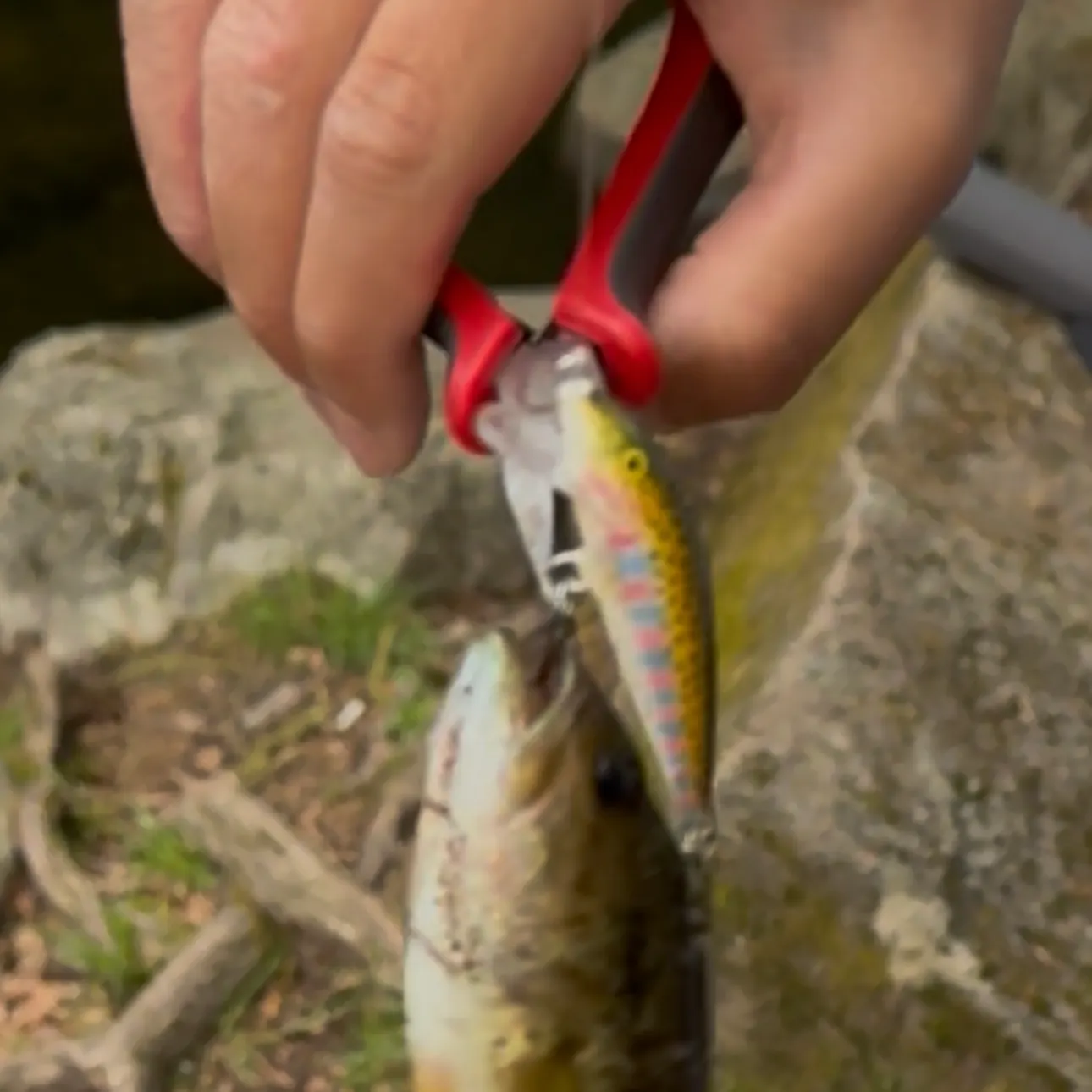 The most recent Largemouth bass catches on Fishbrain