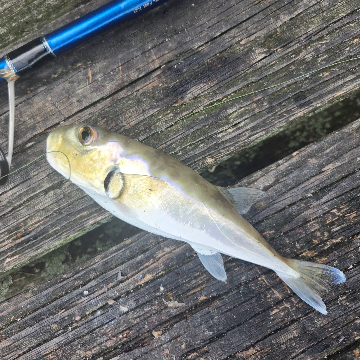 The most recent Smooth puffer catches on Fishbrain
