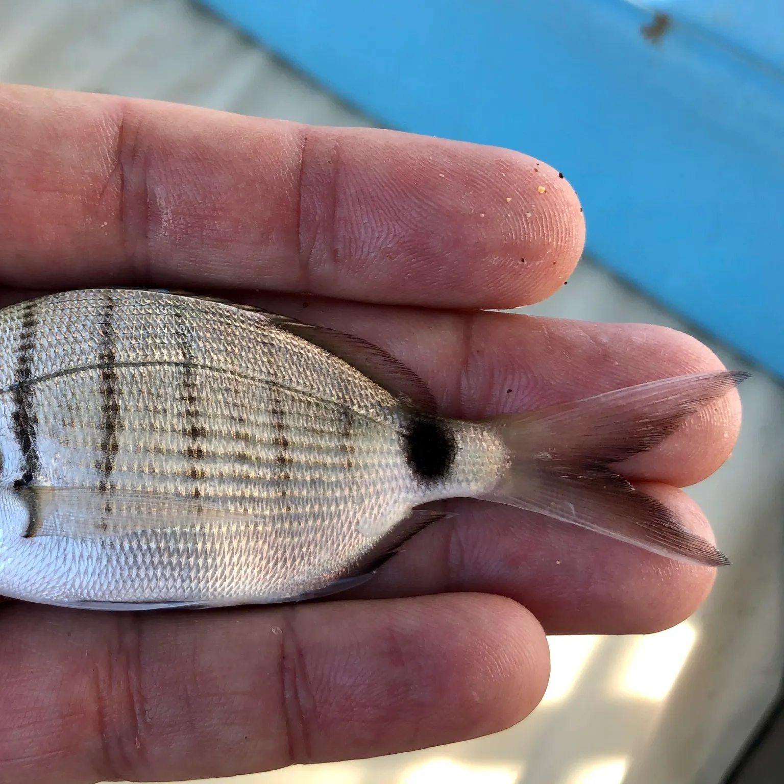The most popular recent White seabream catch on Fishbrain