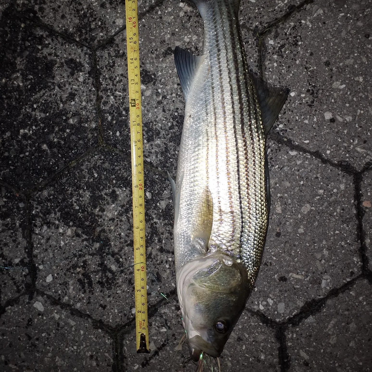 Striped bass caught on Fishbrain