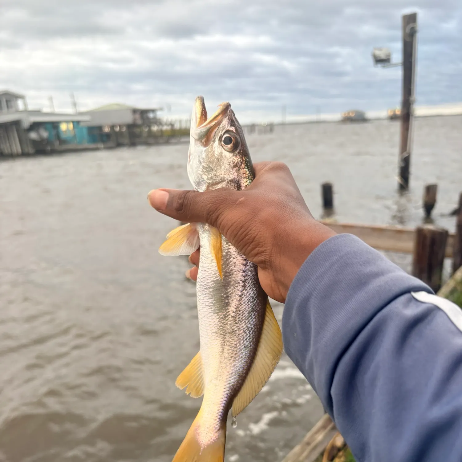 Fish caught on Fishbrain