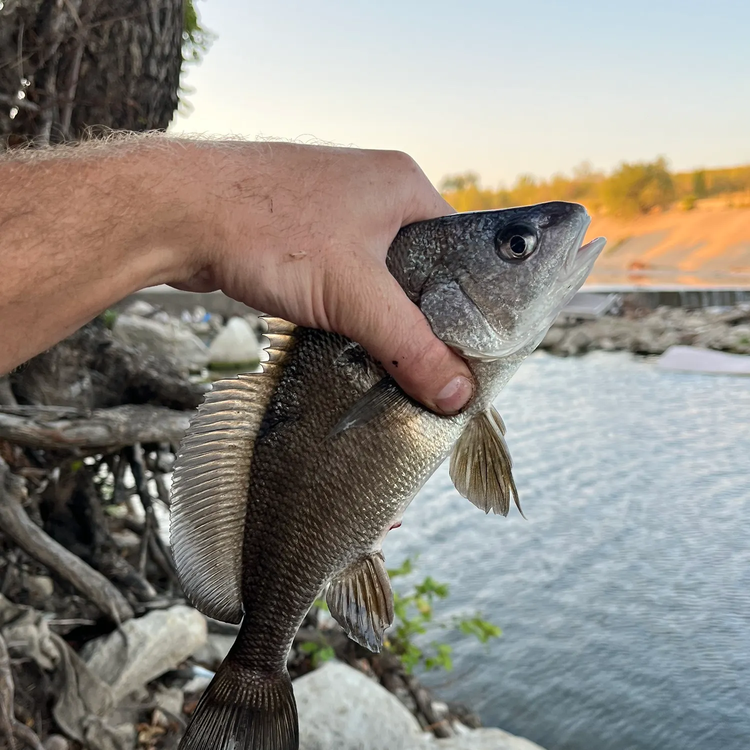 Freshwater drum caught on Fishbrain