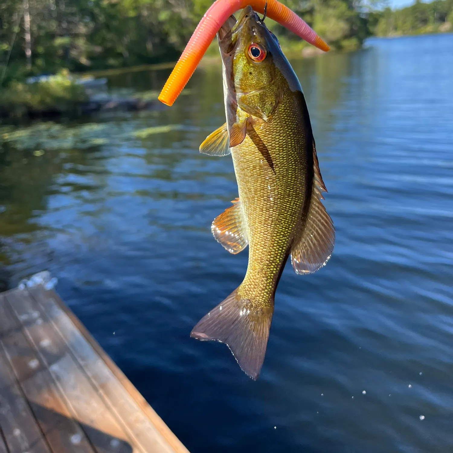 Smallmouth bass caught on Fishbrain