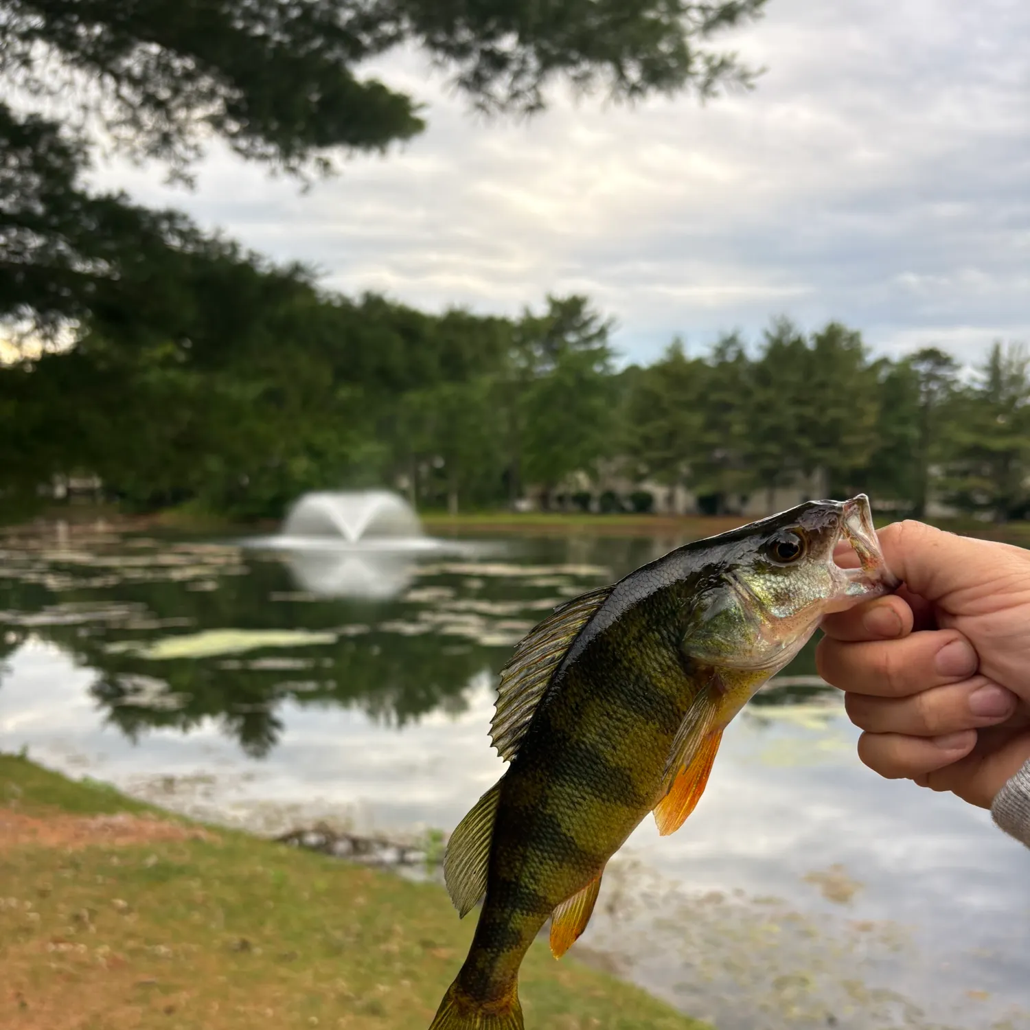 The most recent Yellow perch catches on Fishbrain