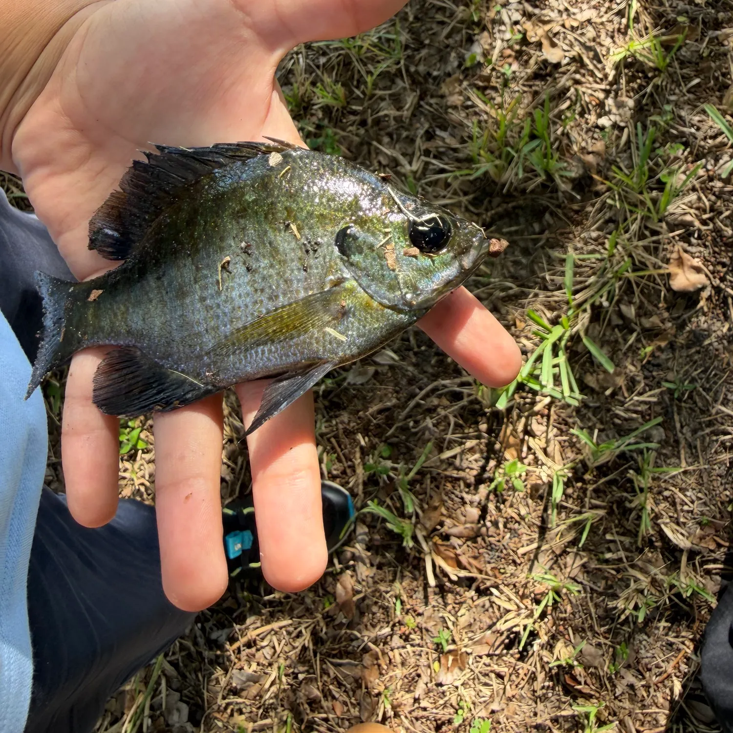 Bluegill caught on Fishbrain