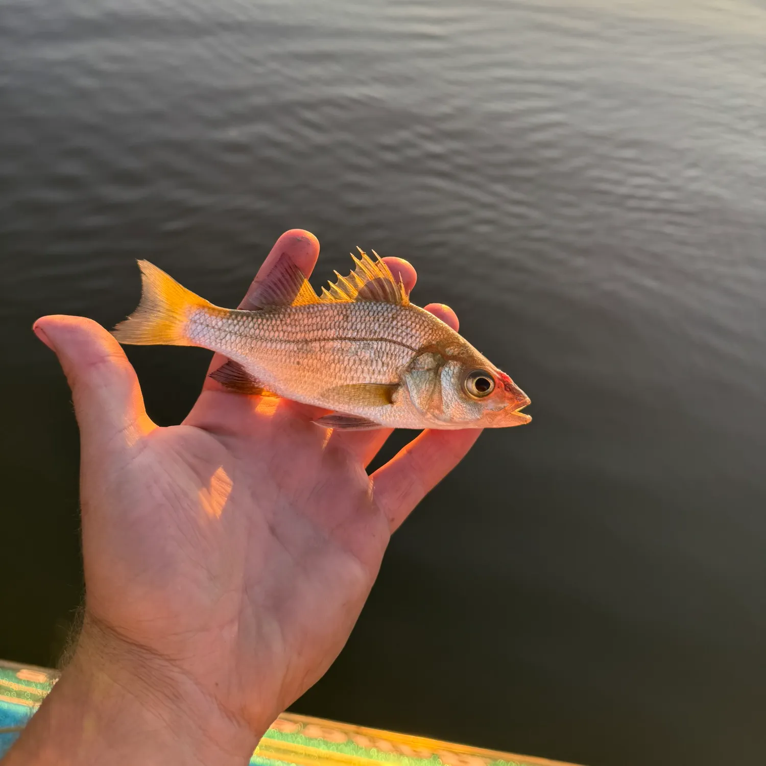 catch