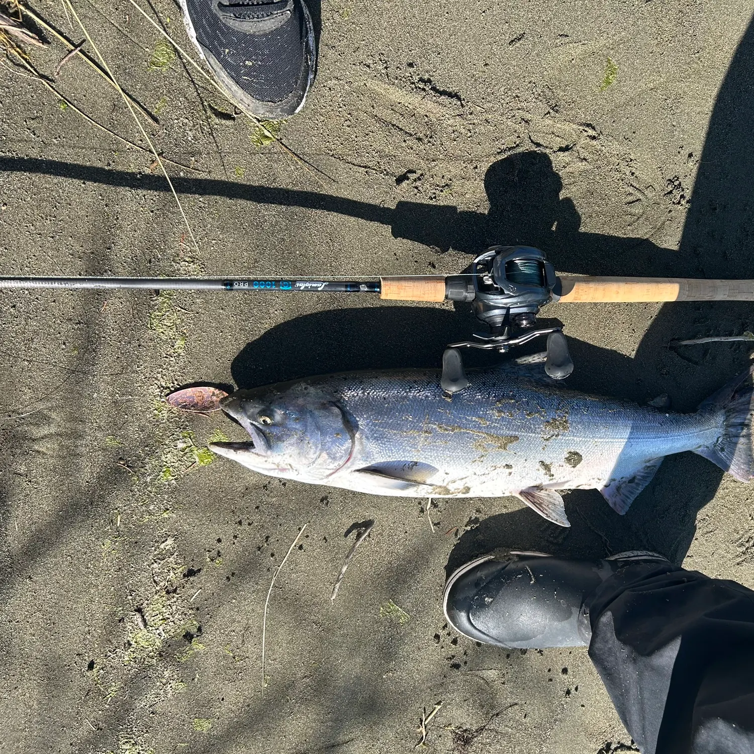 Chinook salmon caught on Fishbrain