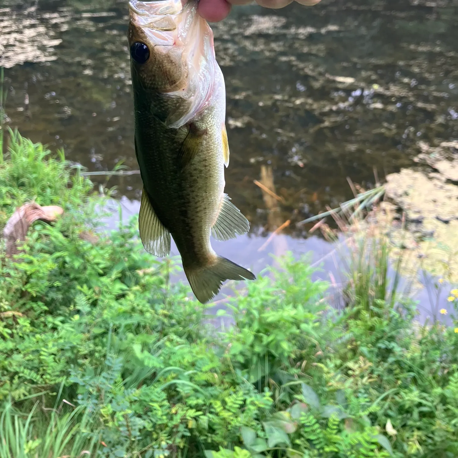 Largemouth bass caught on Fishbrain