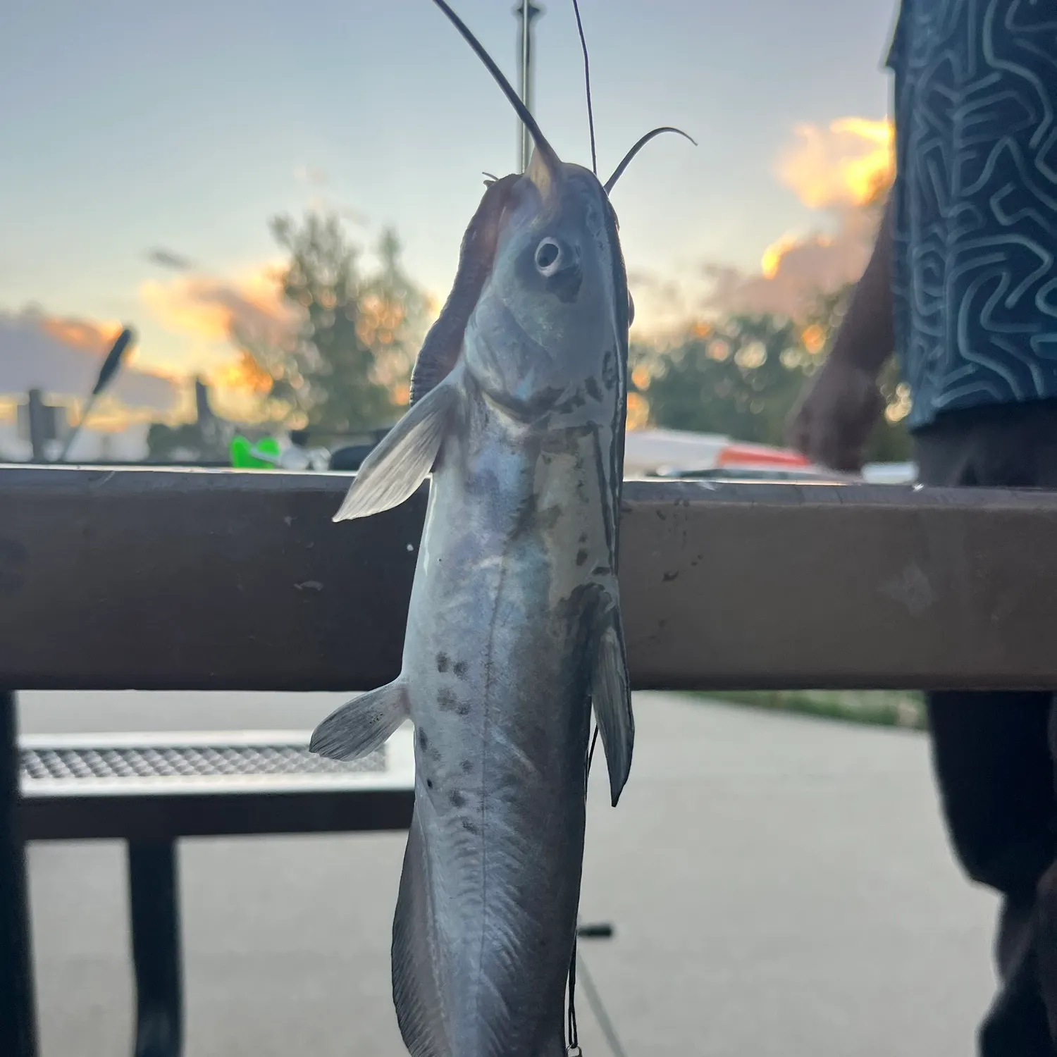 Channel catfish caught on Fishbrain