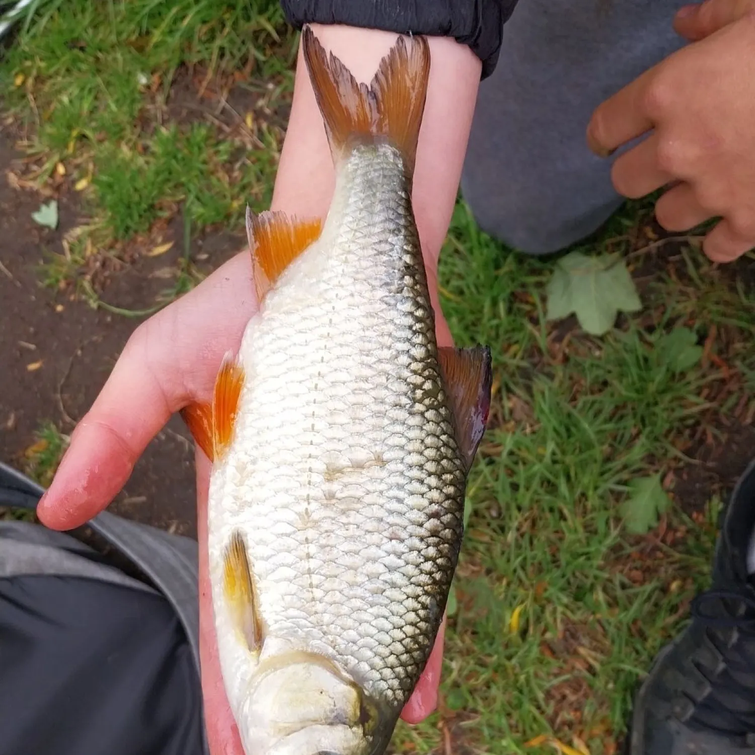 most liked catch image