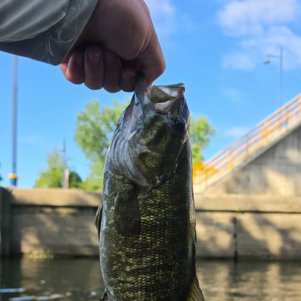 Smallmouth bass caught on Fishbrain