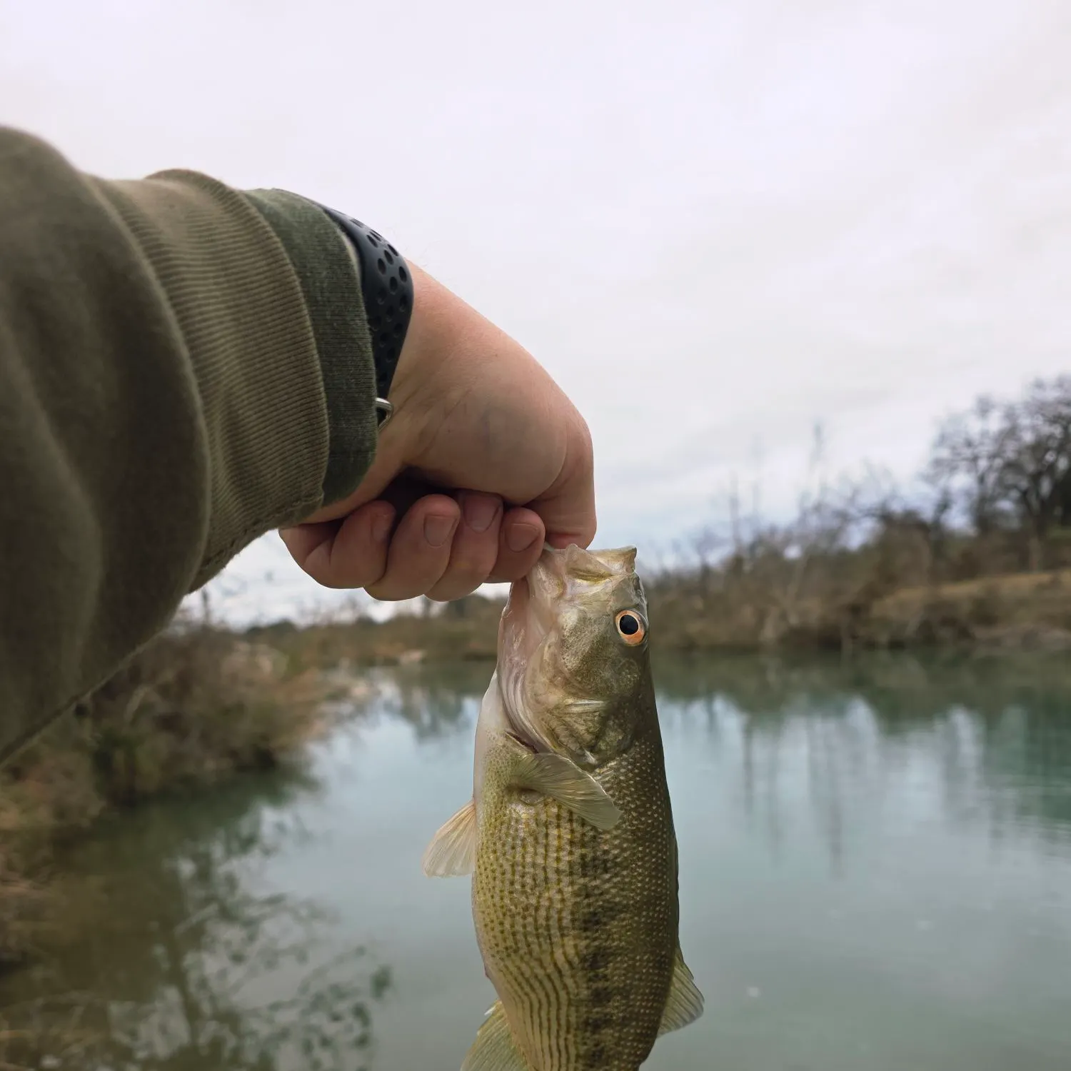 The most recent Guadalupe bass catches on Fishbrain