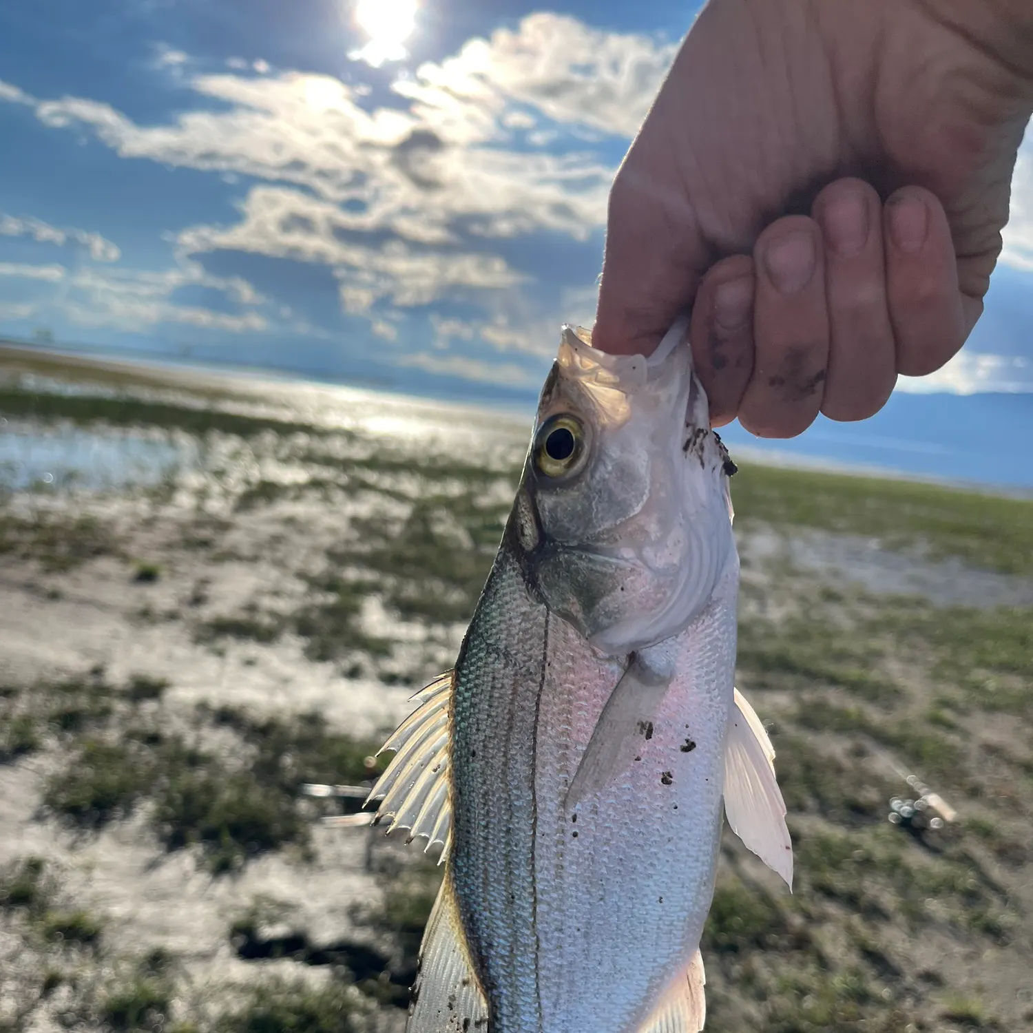 White bass caught on Fishbrain