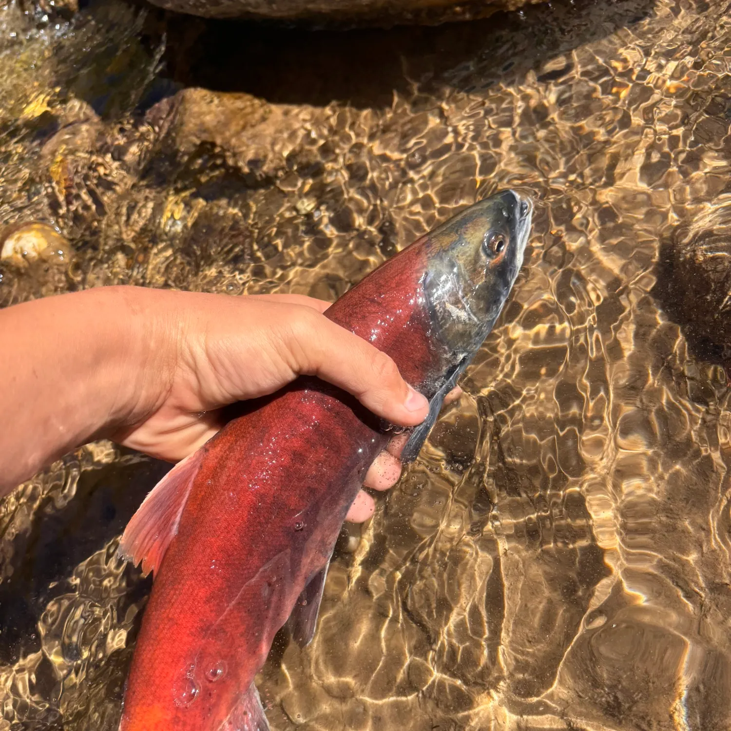 Kokanee salmon caught on Fishbrain