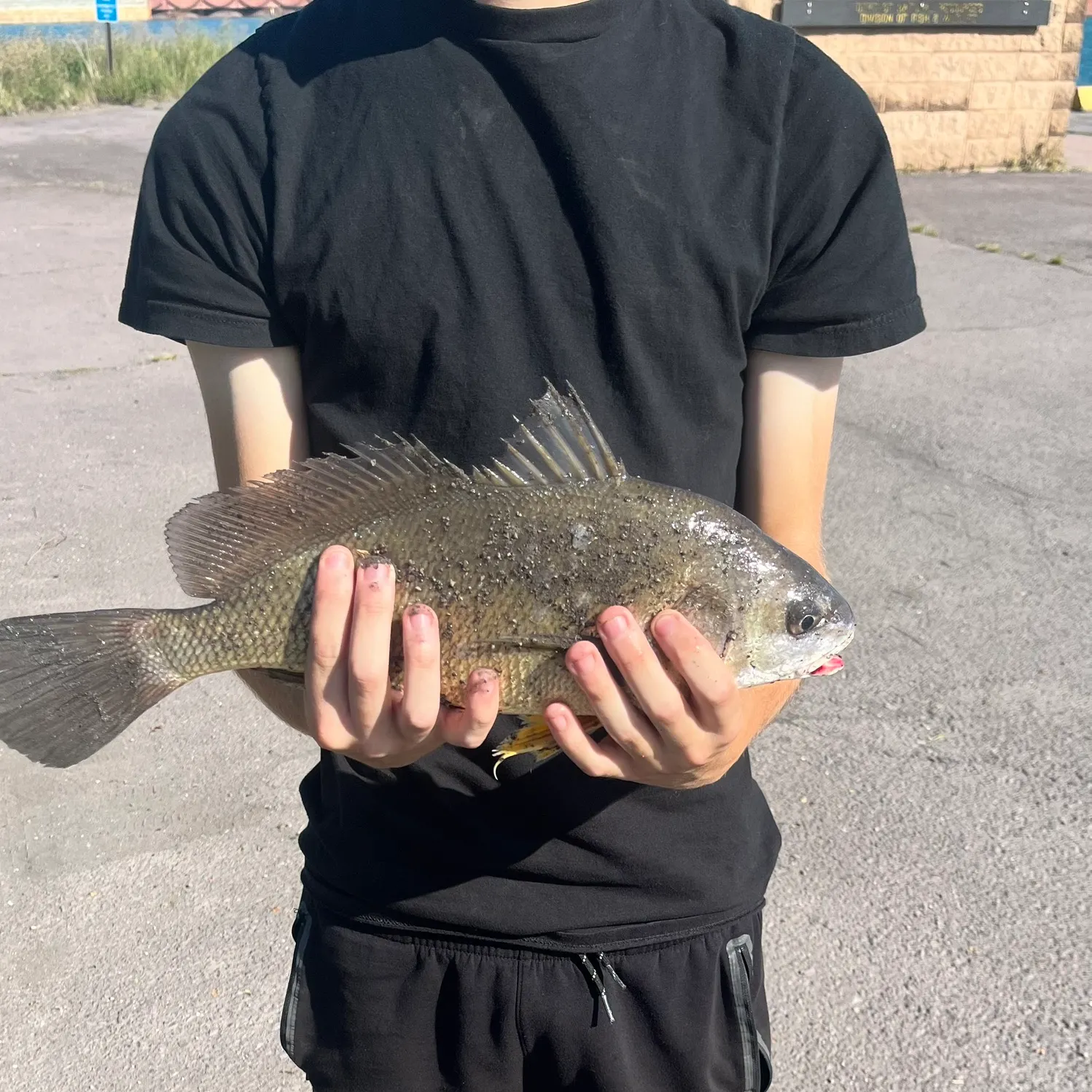 Freshwater drum caught on Fishbrain