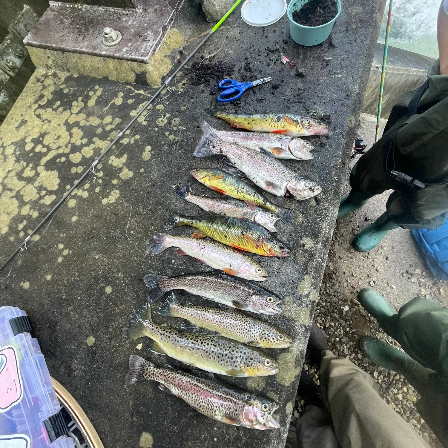 recently logged catches