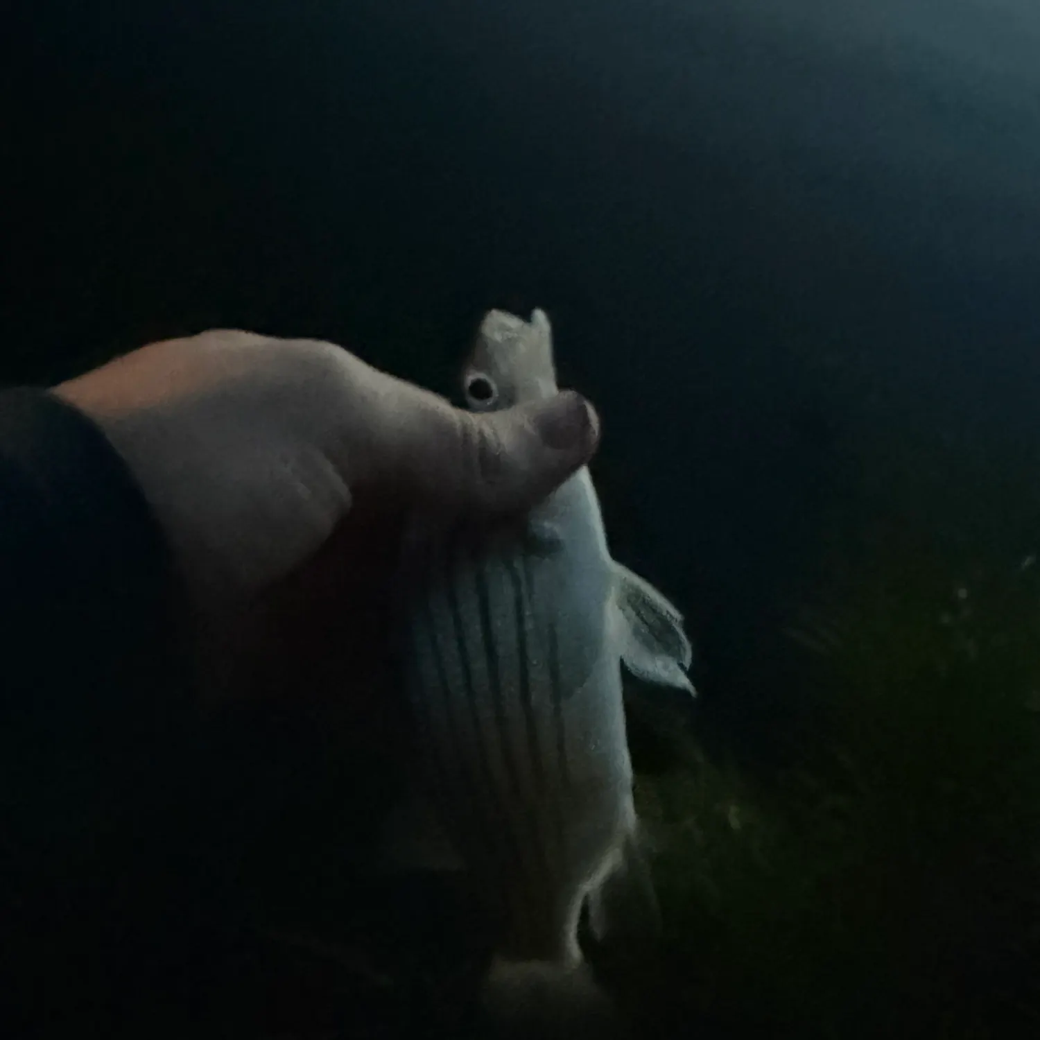 Yellow bass caught on Fishbrain