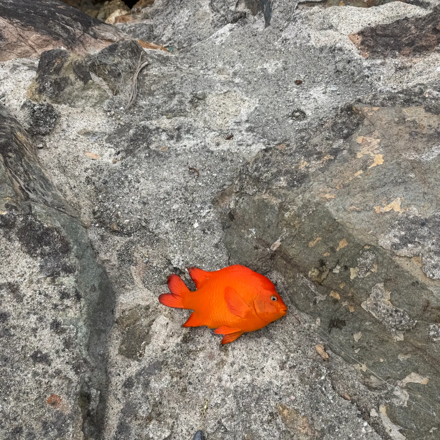 The most recent Garibaldi damselfish catches on Fishbrain