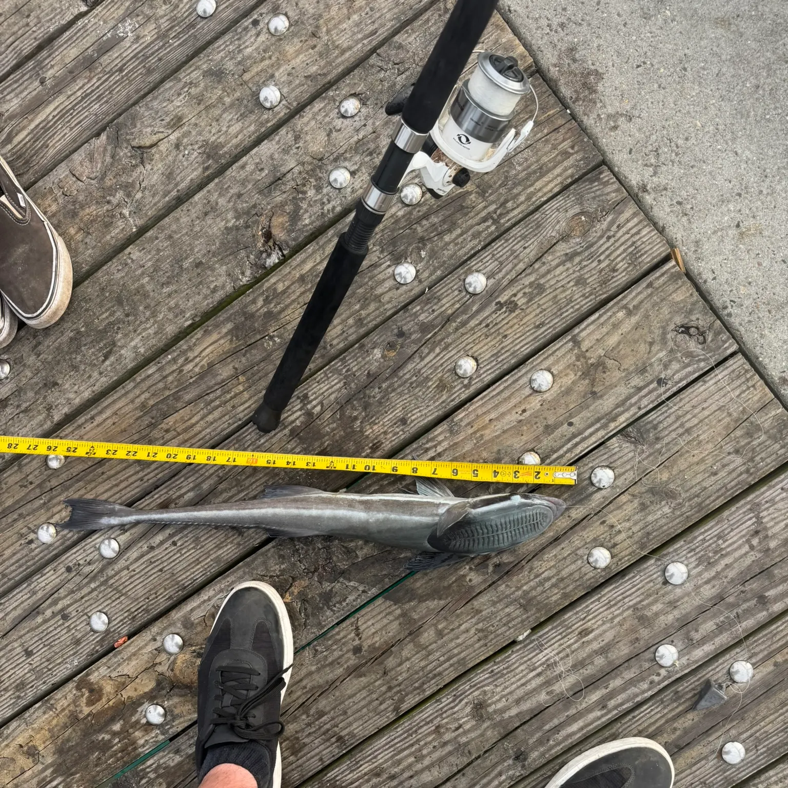 The most recent Live sharksucker catches on Fishbrain