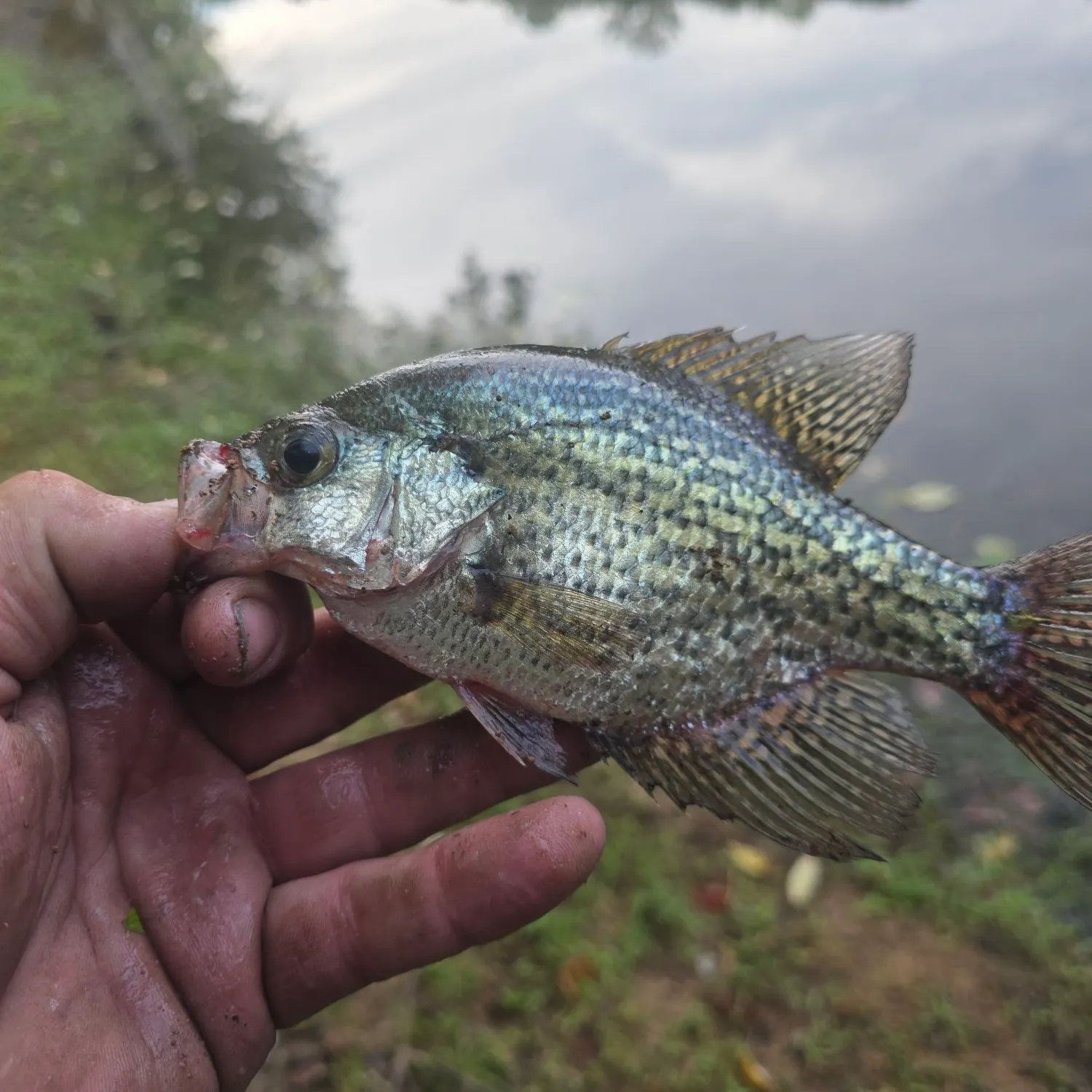 Black crappie caught on Fishbrain