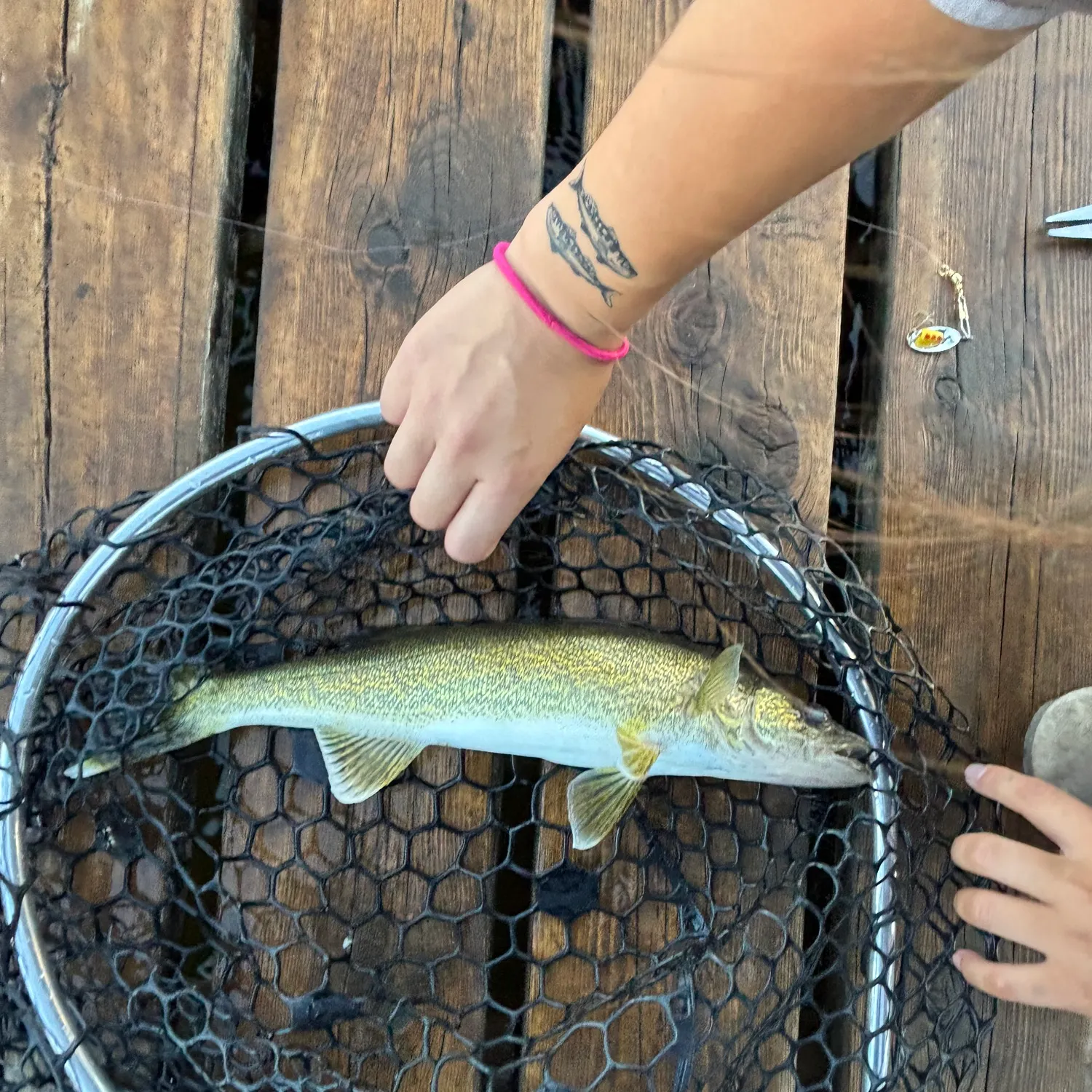 Walleye caught on Fishbrain