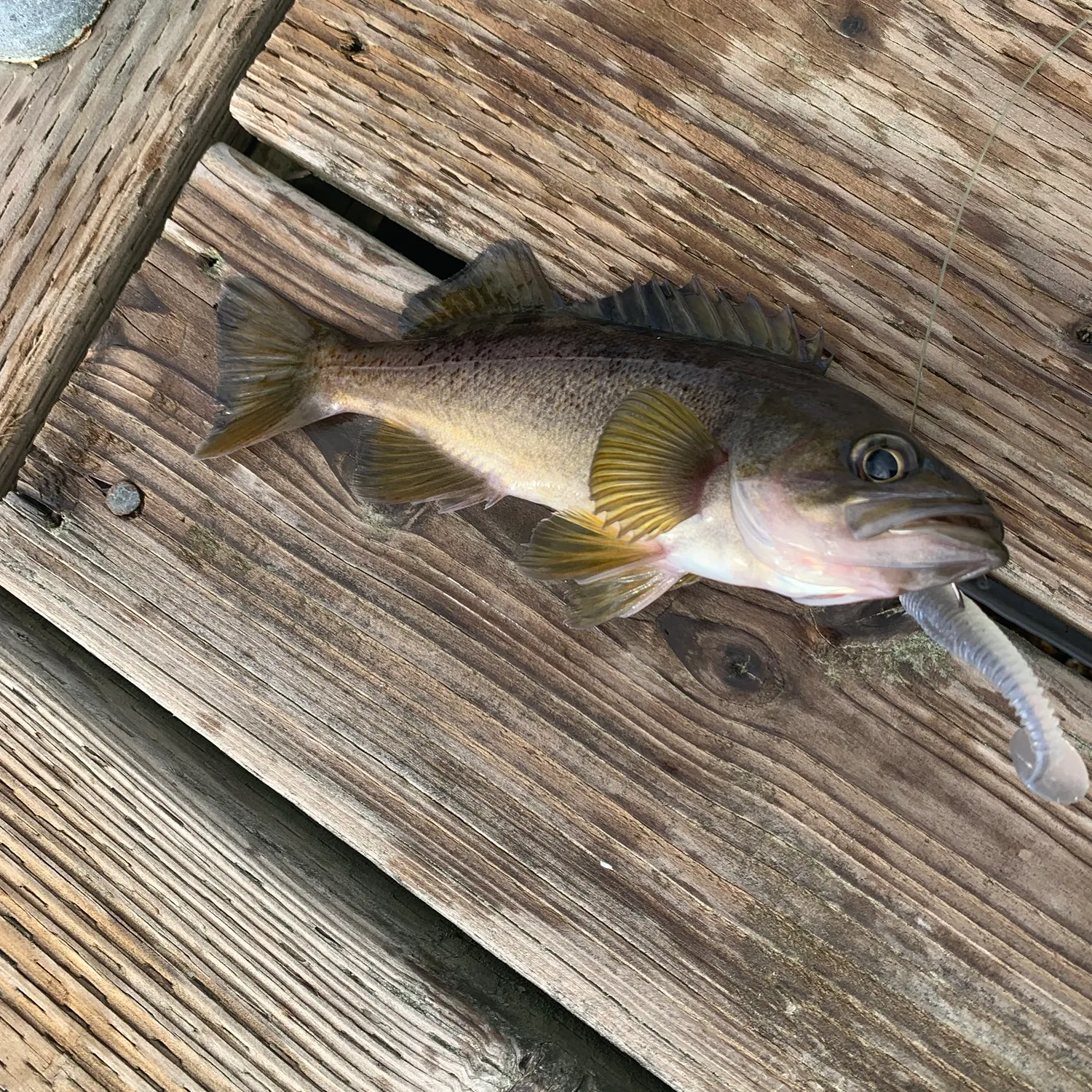 The most recent Yellowtail rockfish catches on Fishbrain